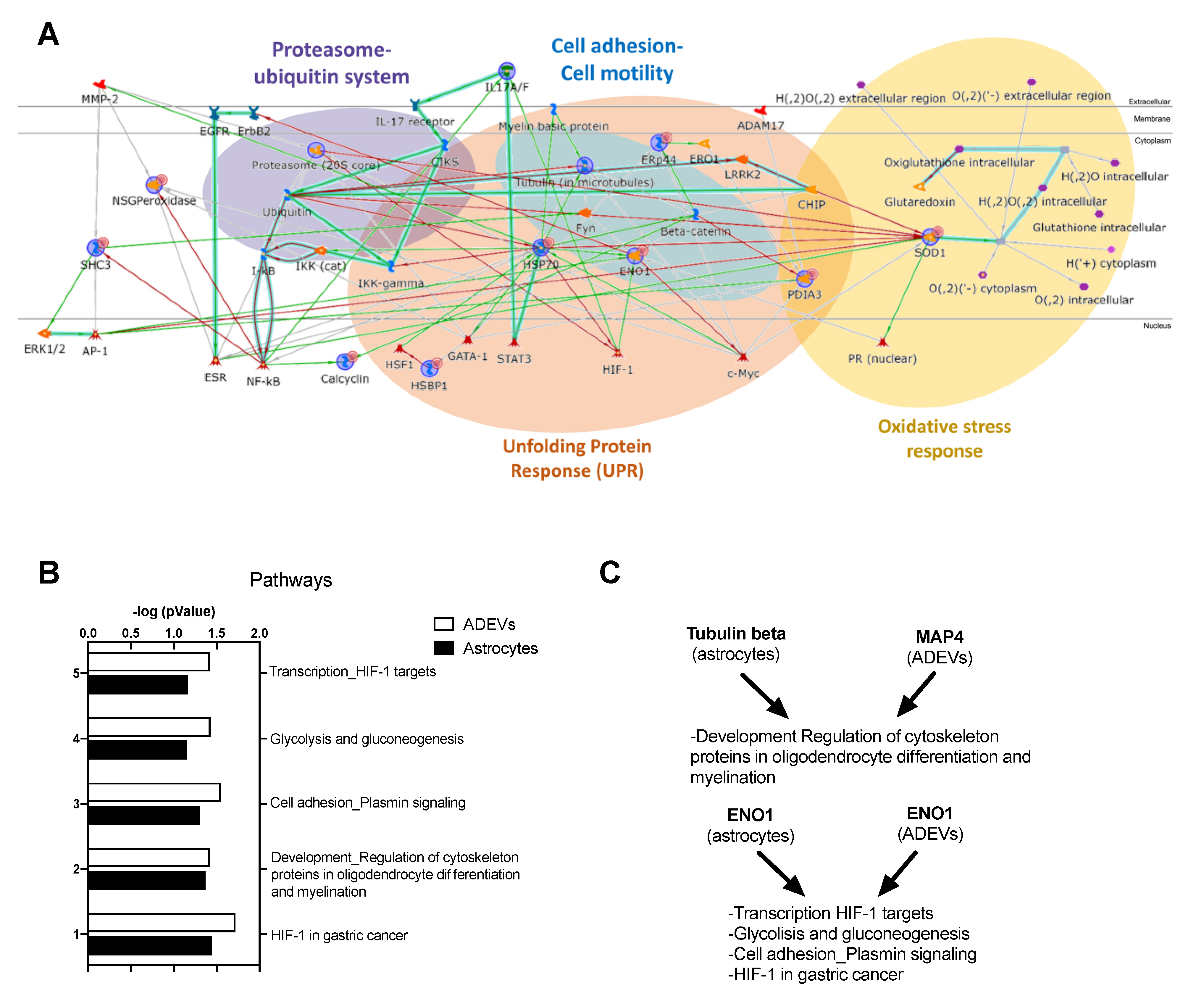 Ijms 22 07933 g004 550