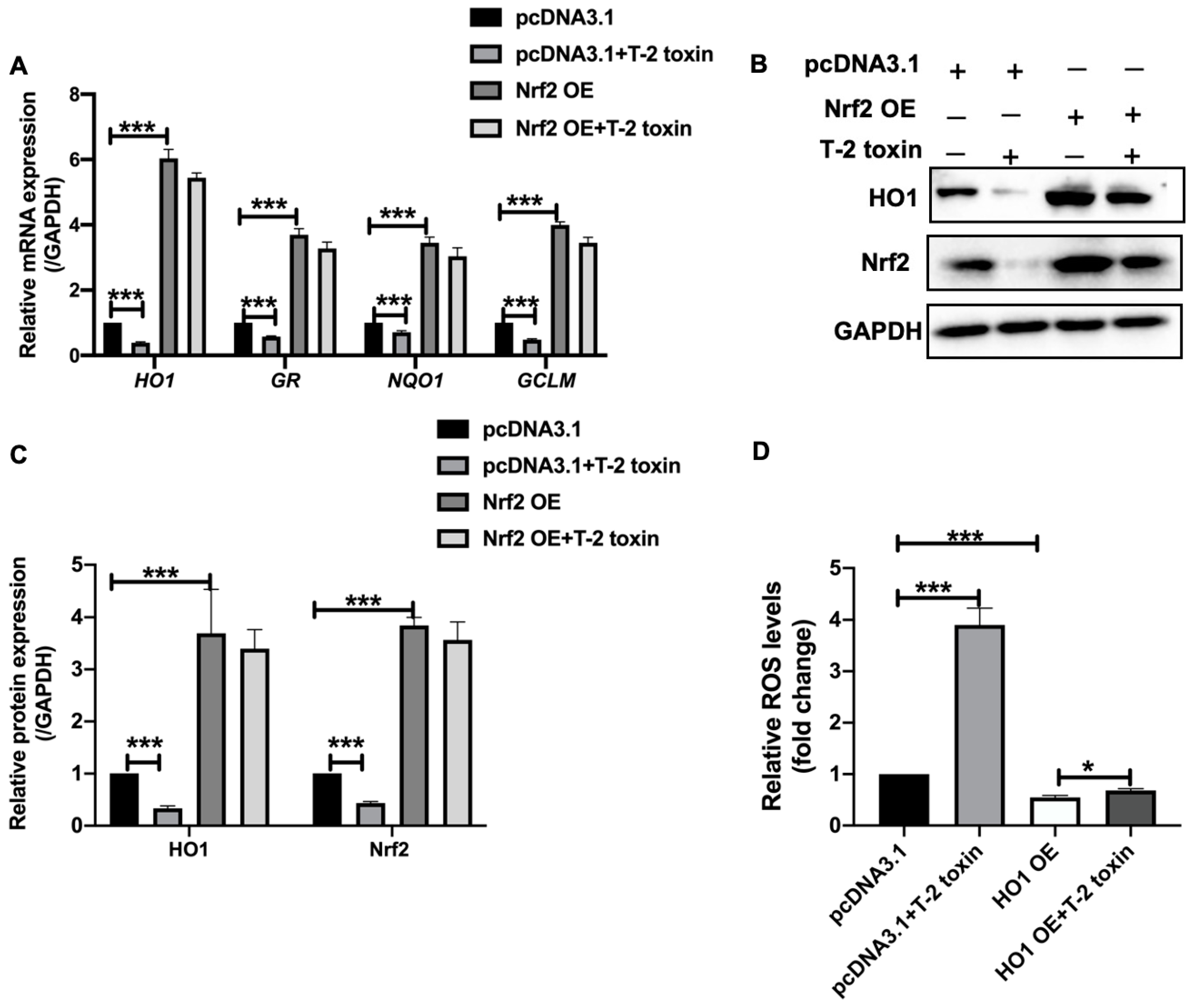 Ijms 22 07936 g003 550