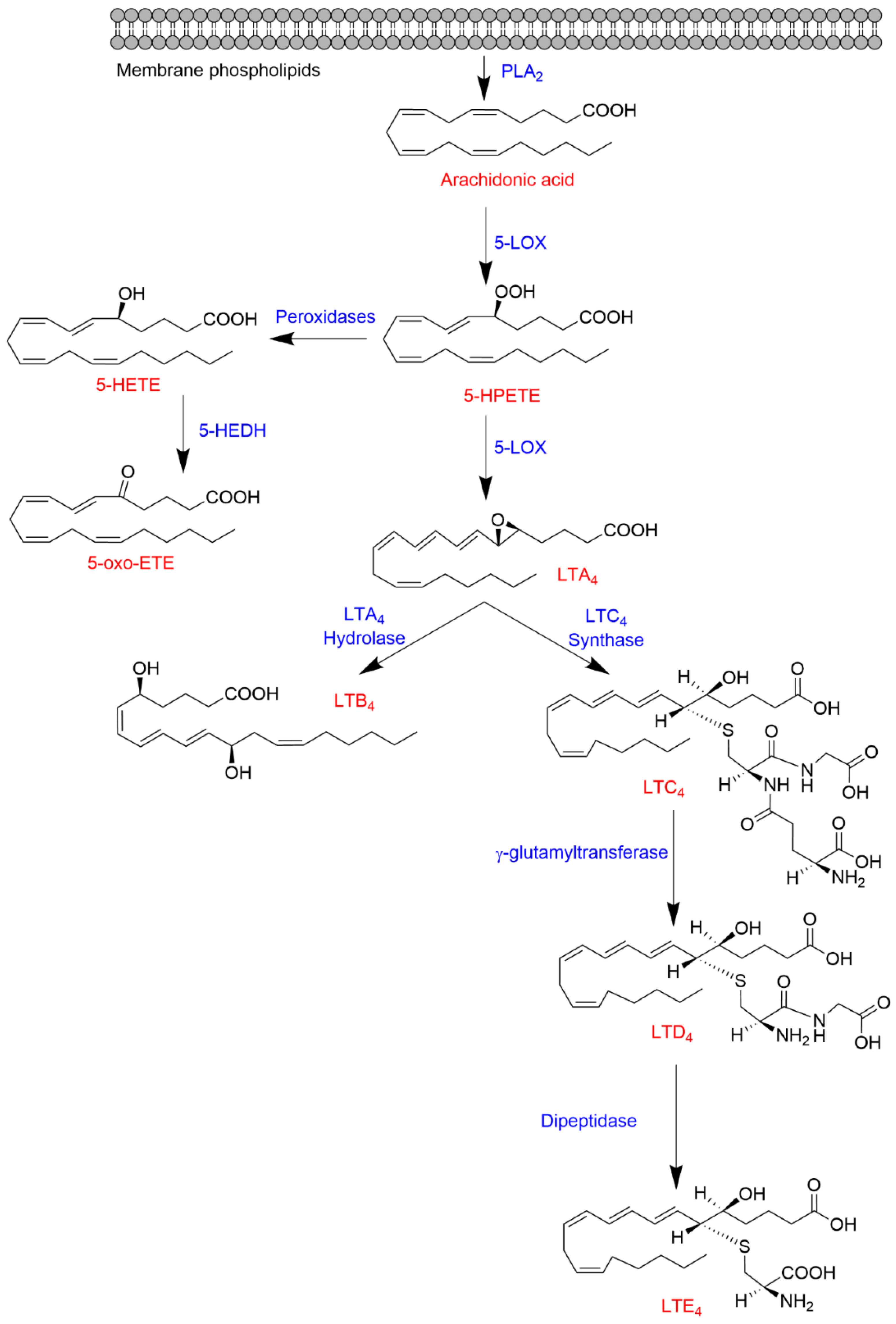 Ijms Free Full Text Targeting Mammalian 5 Lipoxygenase By Dietary Phenolics As An Anti Inflammatory Mechanism A Systematic Review Ijms Free Full Text Targeting Mammalian 5 Lipoxygenase By Dietary Phenolics As An Anti Inflammatory Mechanism A Systematic Review