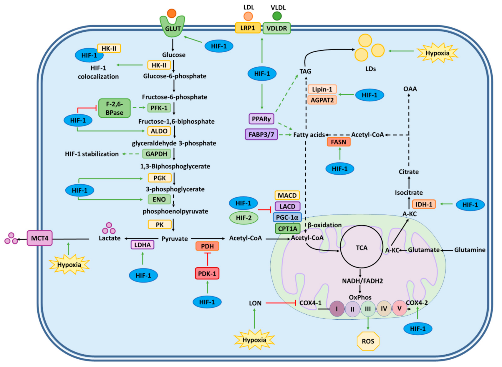 Ijms 22 07954 g002 Ijms 22 07954 g002