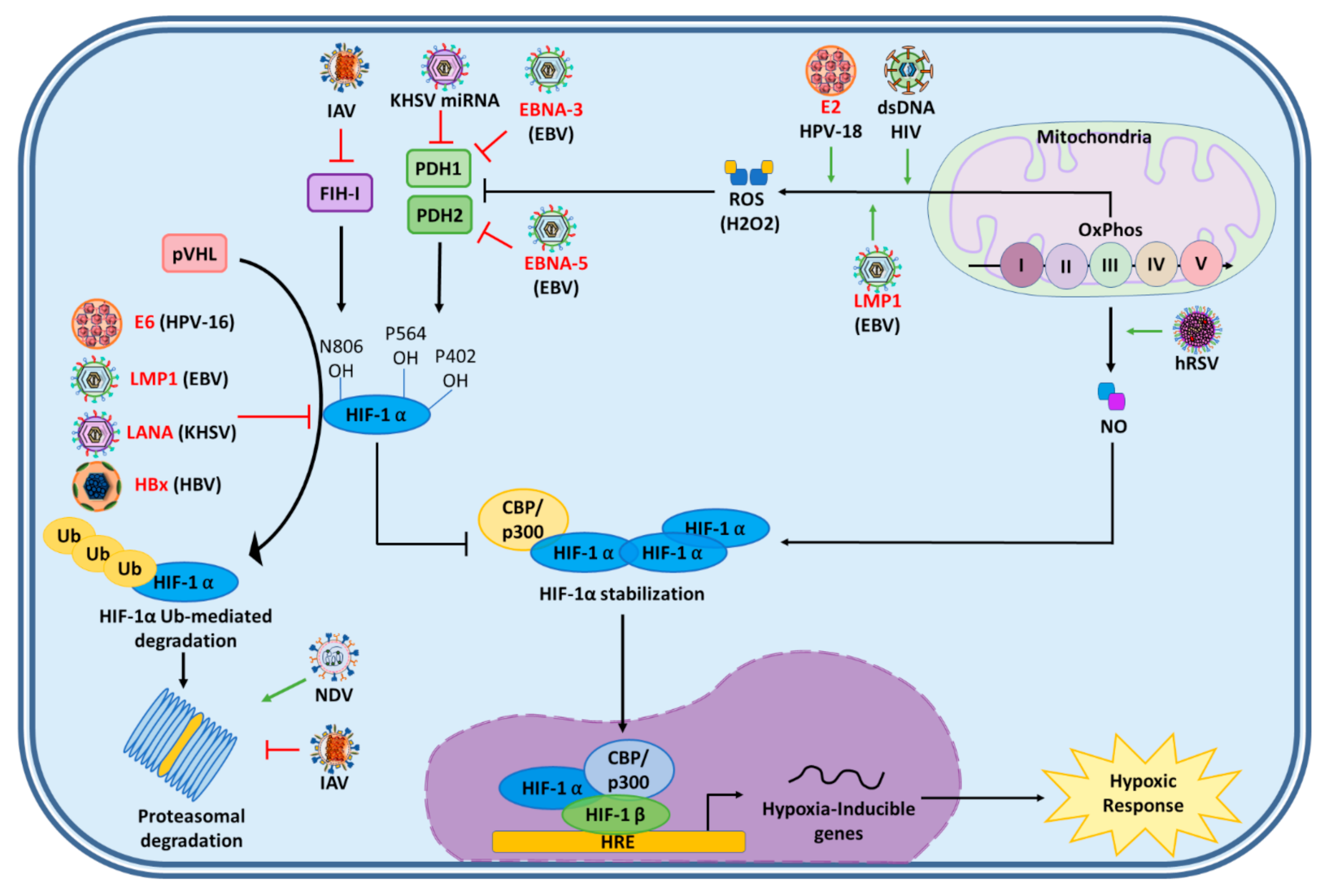Ijms 22 07954 g004 Ijms 22 07954 g004