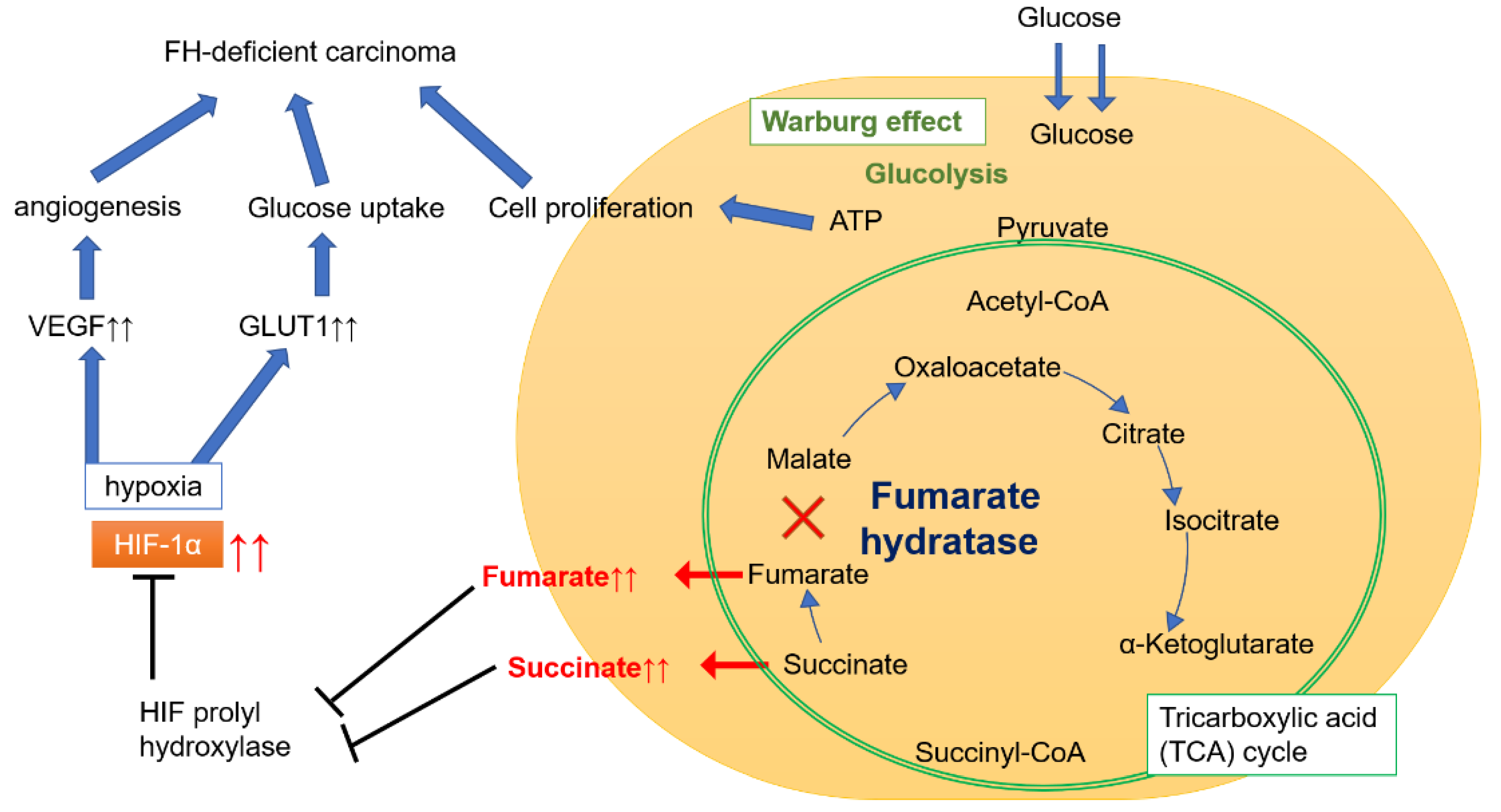 Ijms 22 07962 g001 Ijms 22 07962 g001