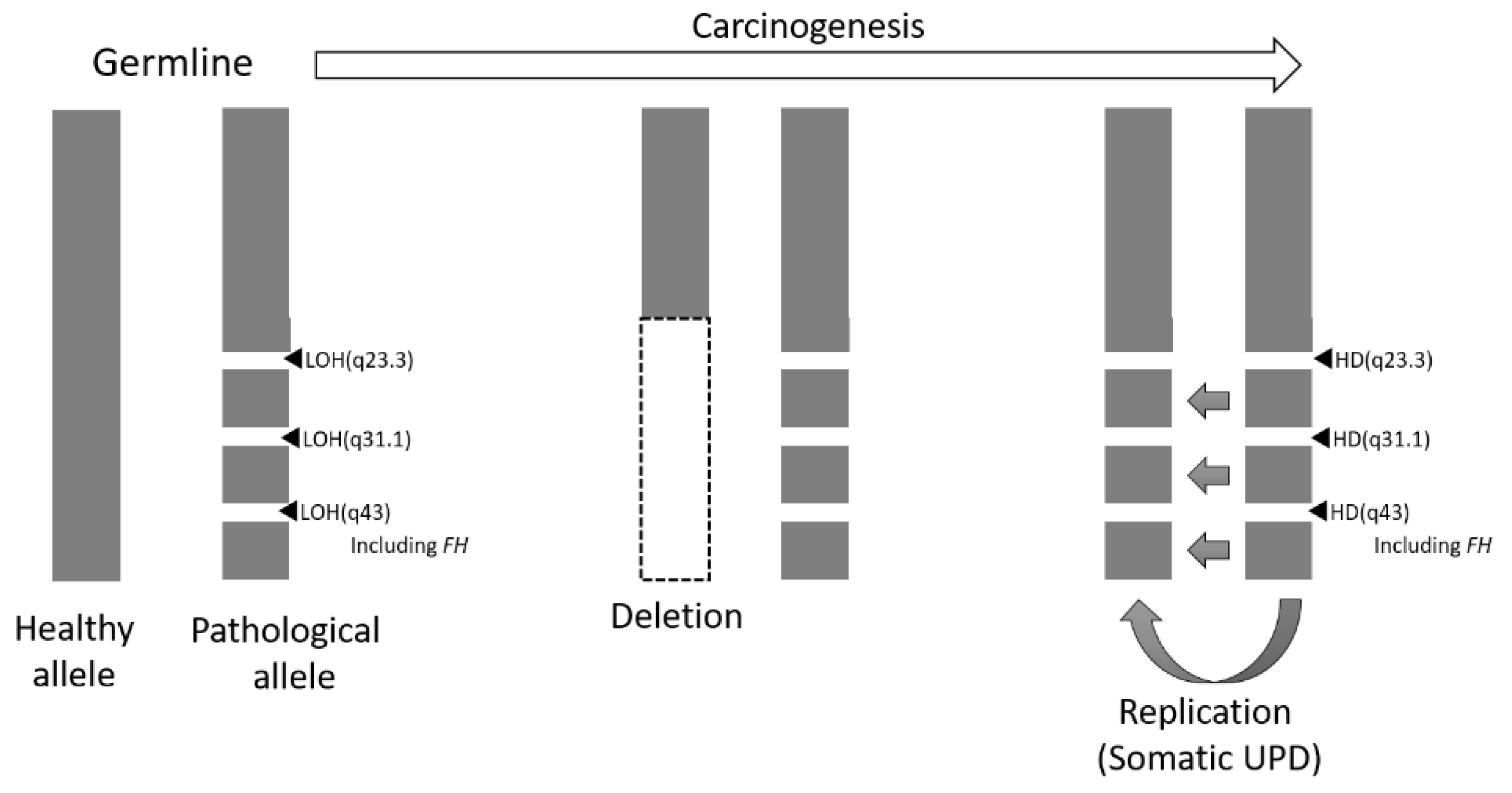 Ijms 22 07962 g005 Ijms 22 07962 g005