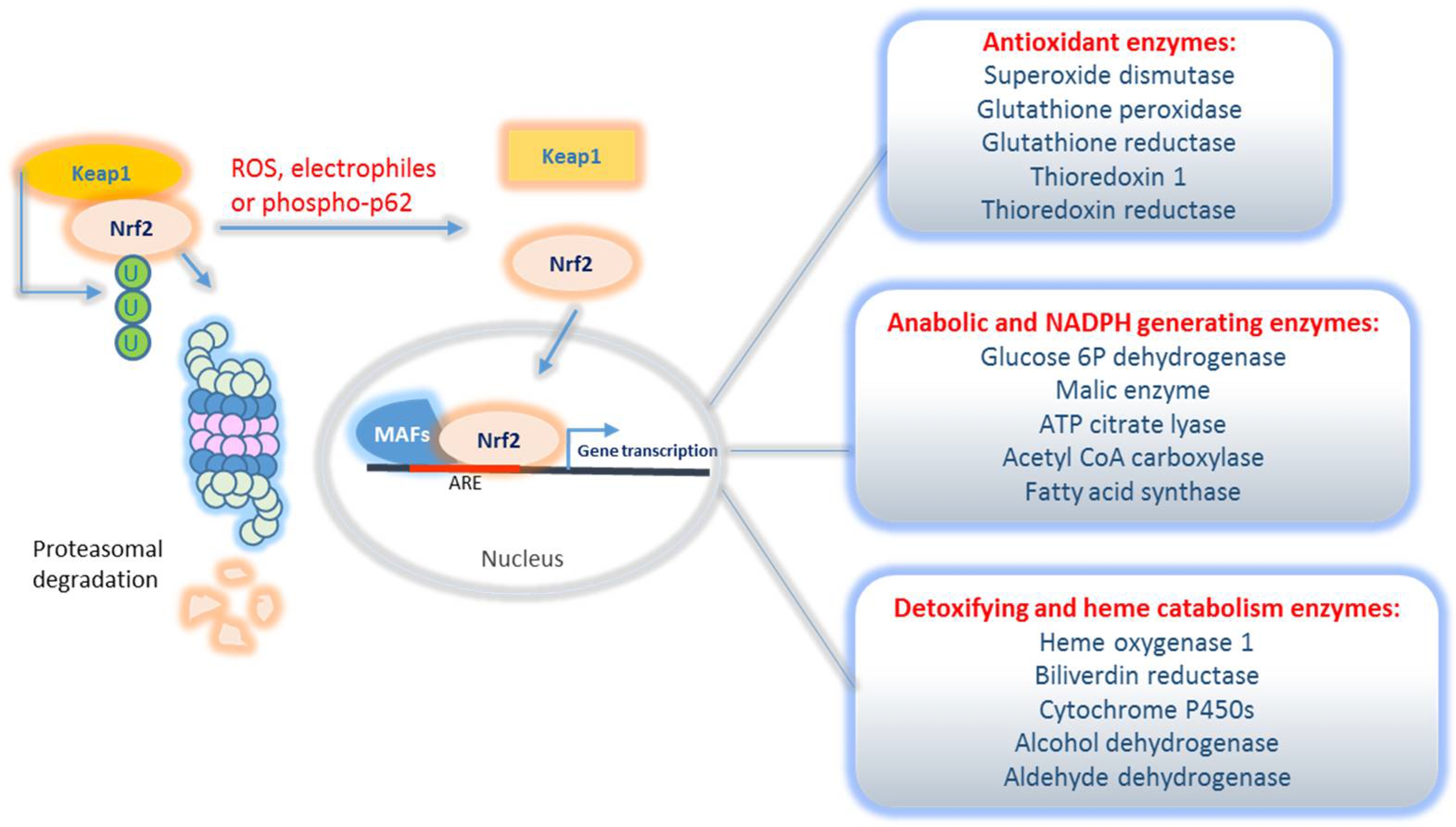 IJMS Free FullText The Good and Bad of Nrf2 An Update in Cancer