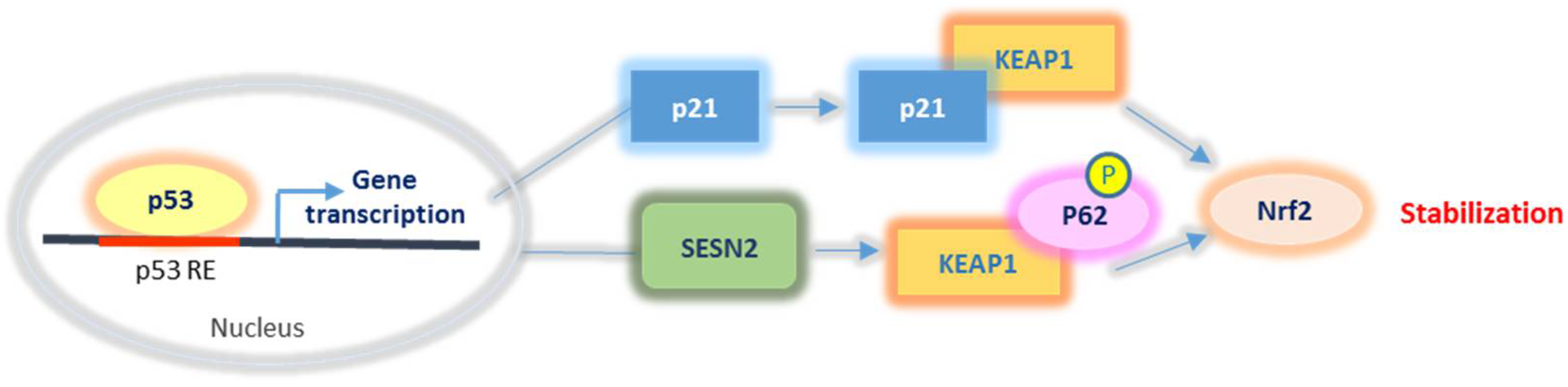 Ijms 22 07963 g004 550