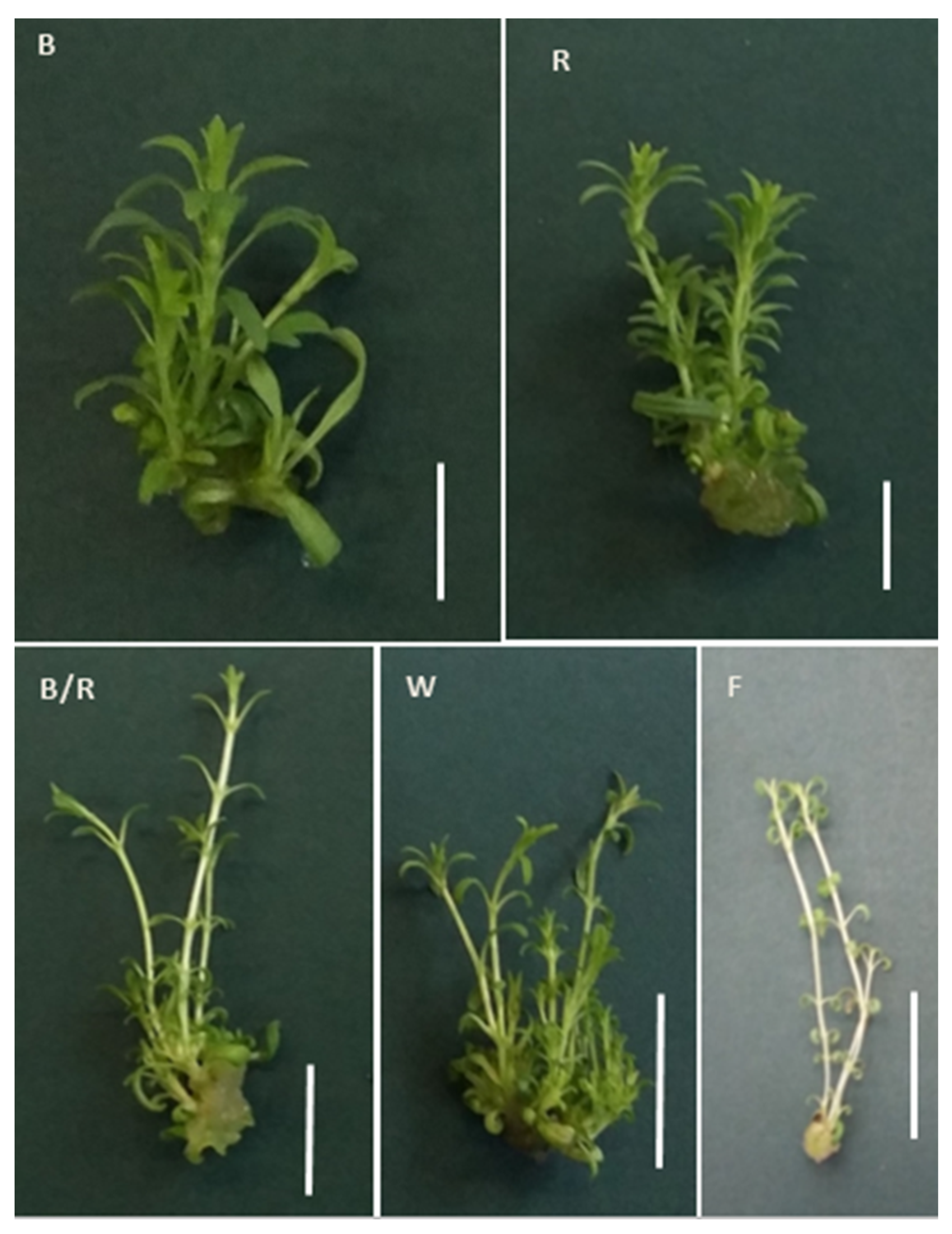 Ijms 22 07965 g003 550