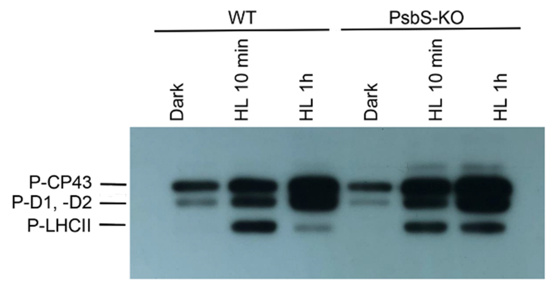 Ijms 22 07978 g001 550