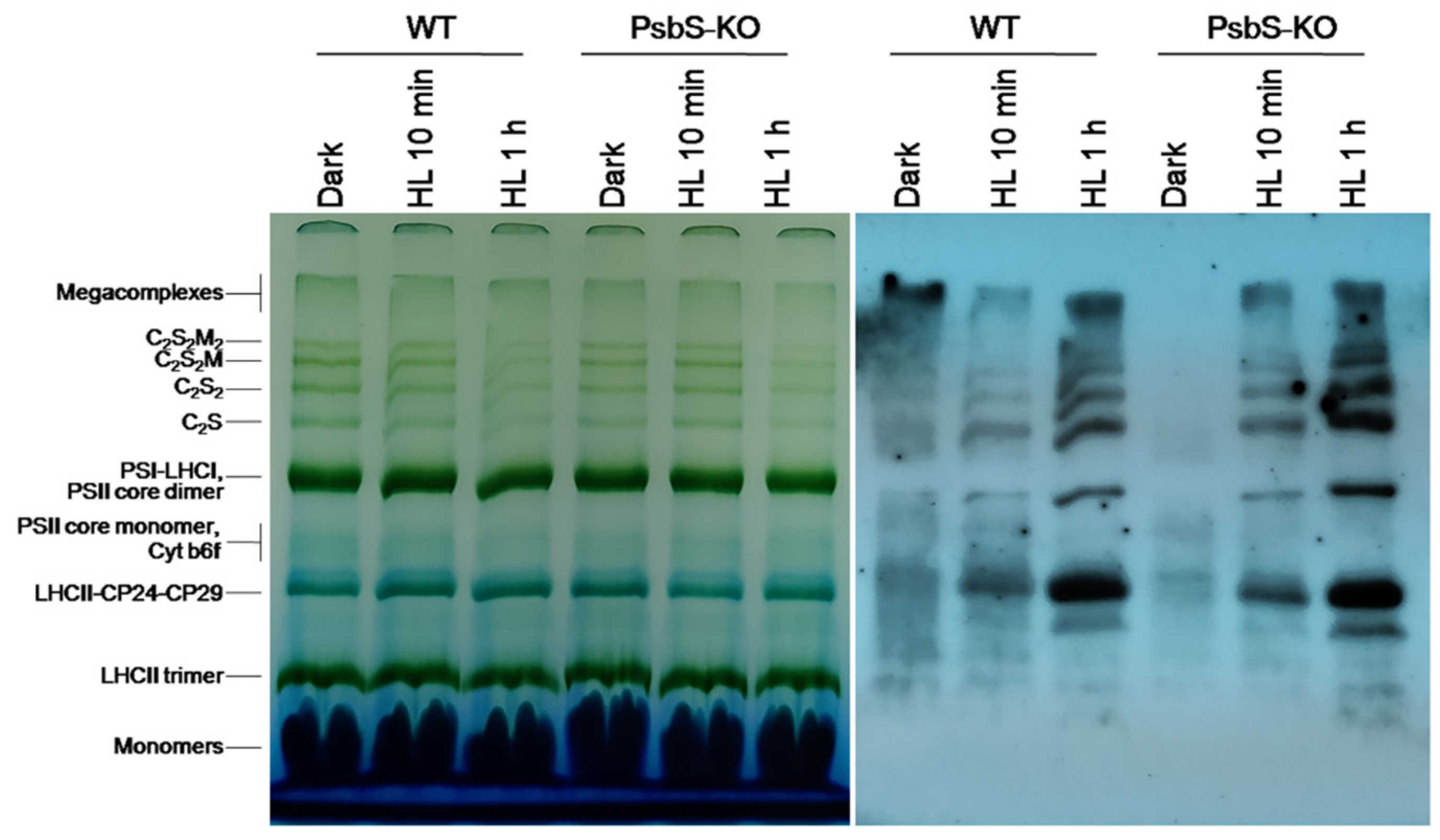 Ijms 22 07978 g002 550