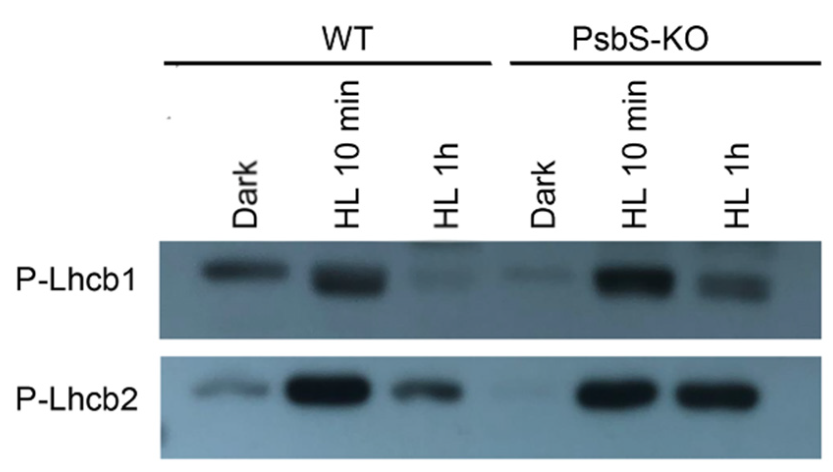 Ijms 22 07978 g003 550