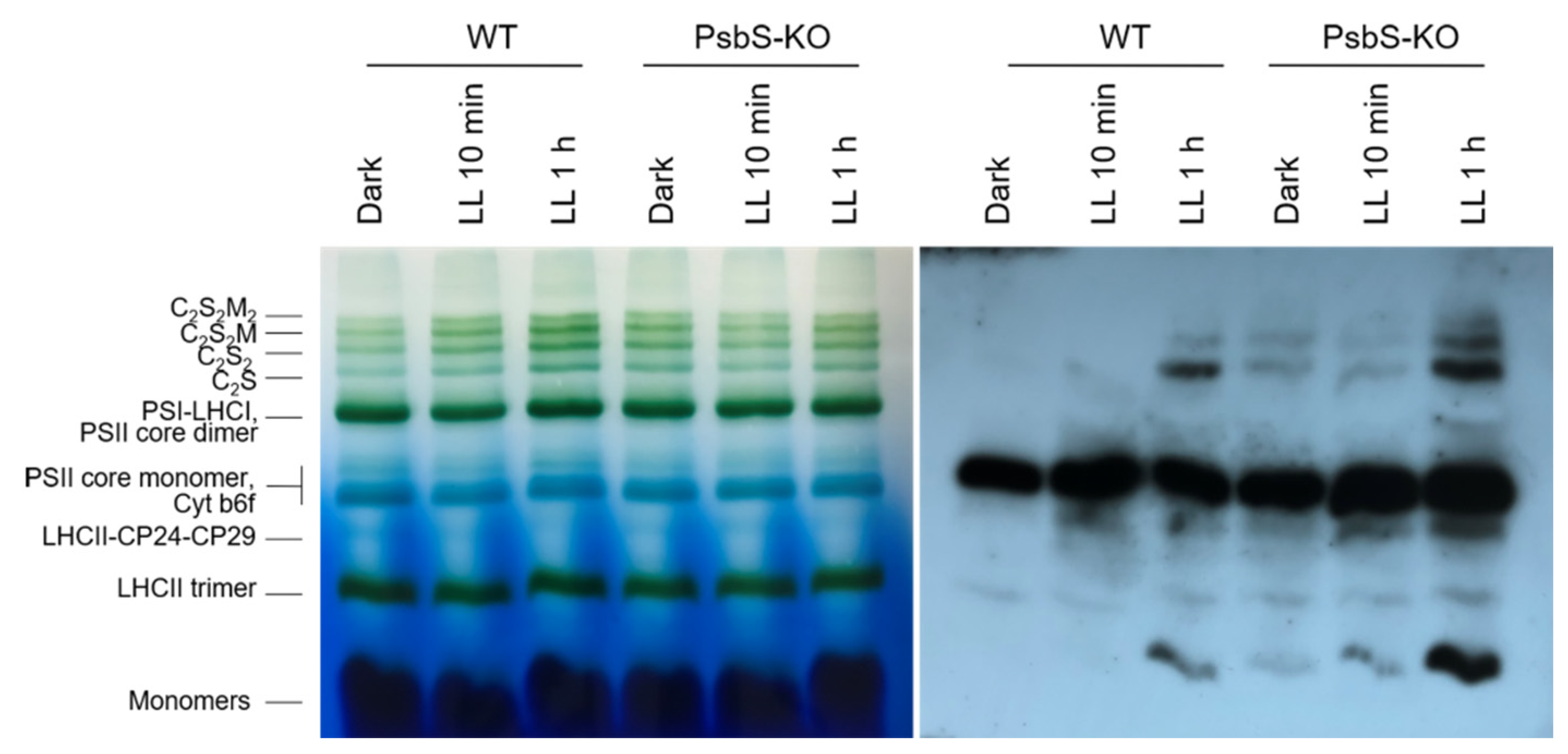 Ijms 22 07978 g004 550