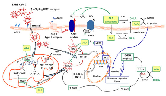 alpha lipoic acid and glutathione Lipoic Acid | Linus Pauling Institute main image 1