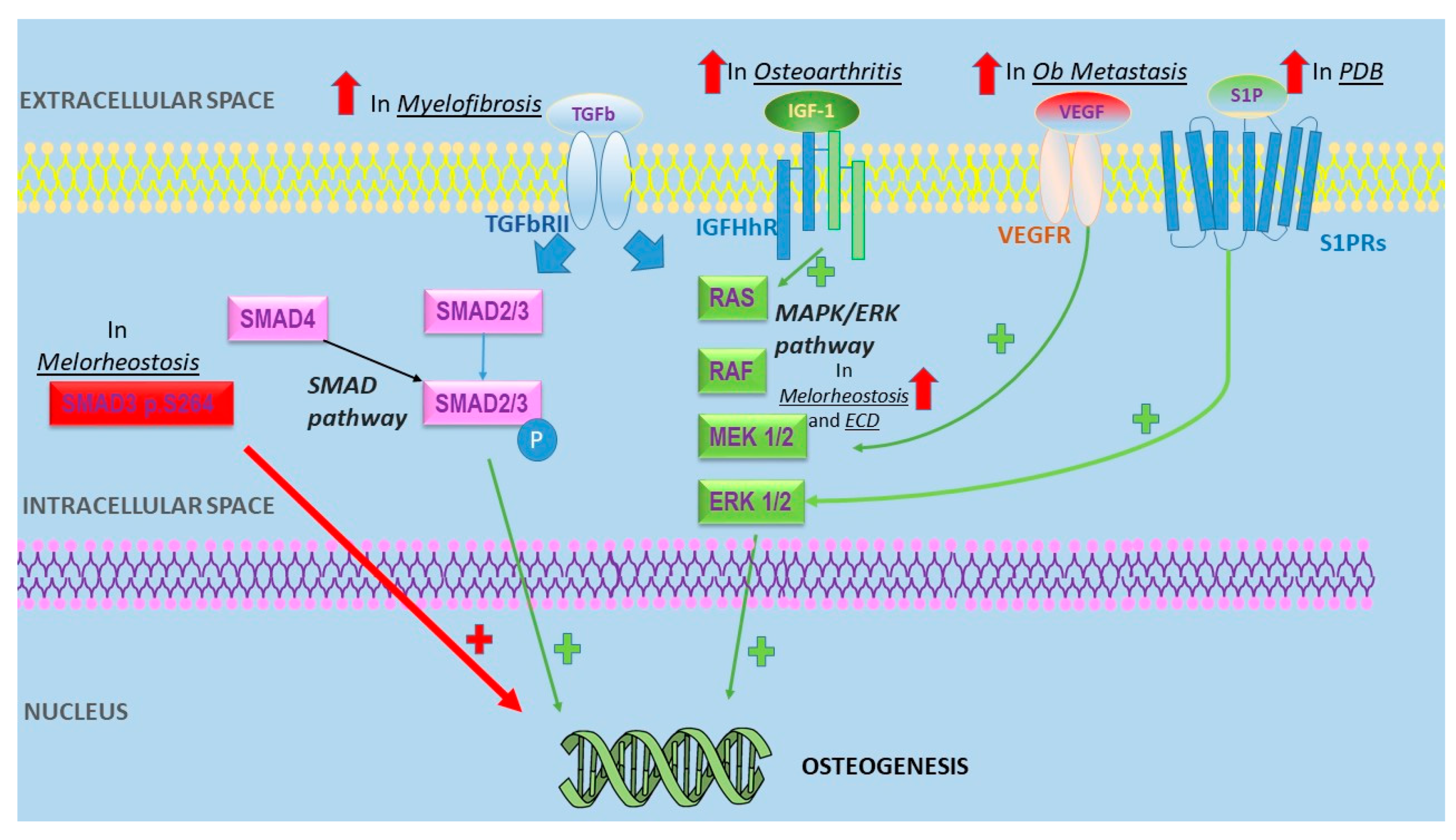 Ijms 22 07980 g001 550