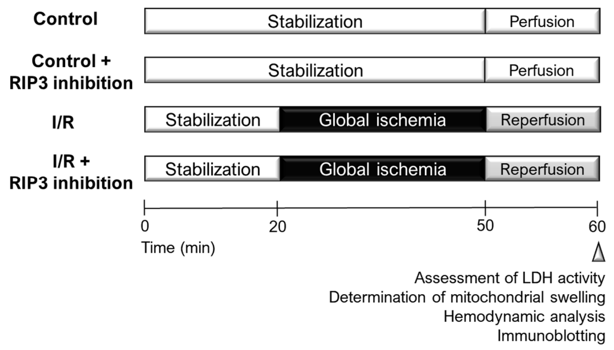 Ijms 22 07983 g008 550