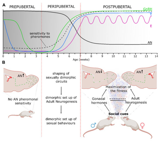 Sex Steroids and the Shaping of the Peripubertal Brain: The Sexual ...