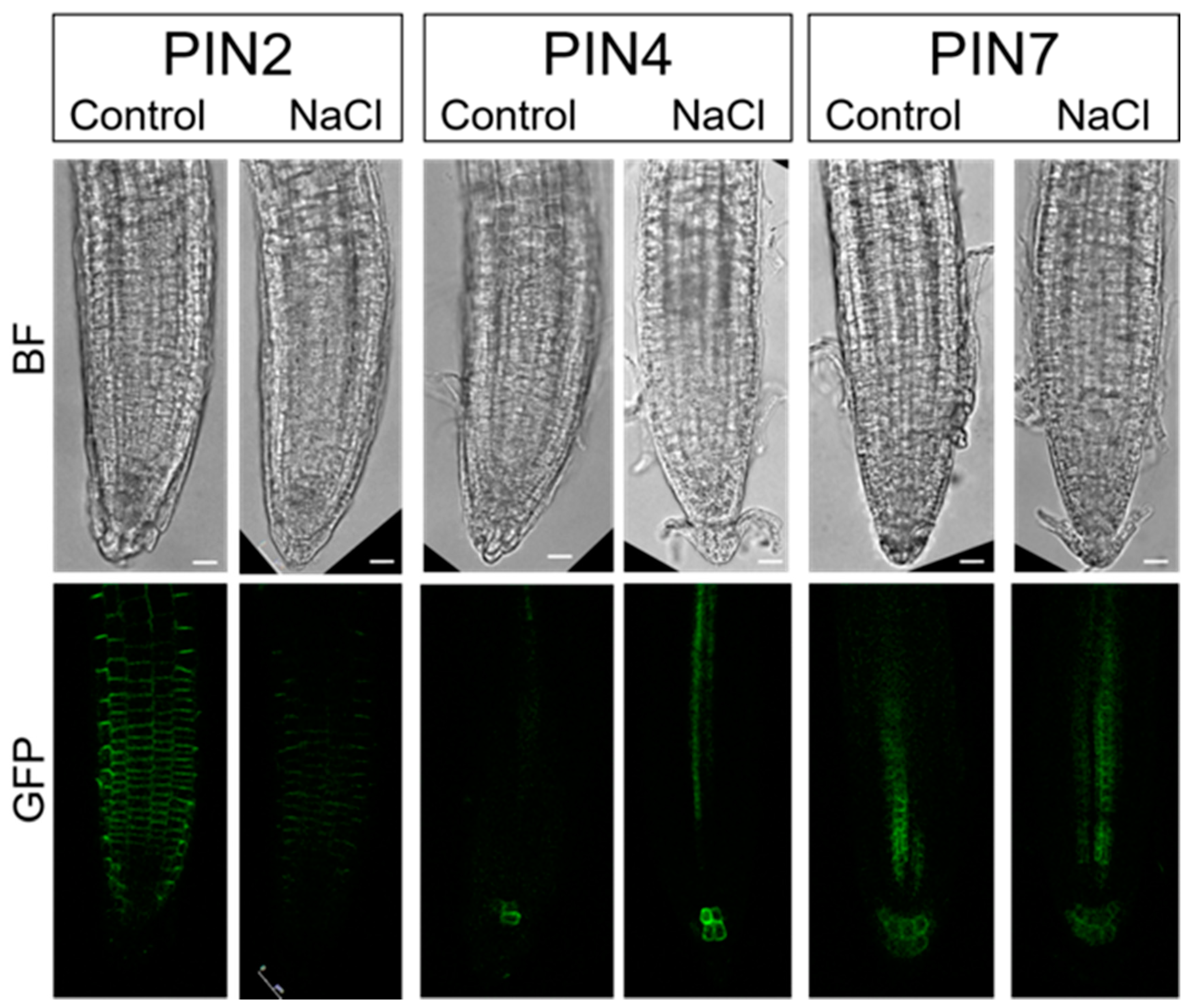 Ijms 22 07993 g008 550