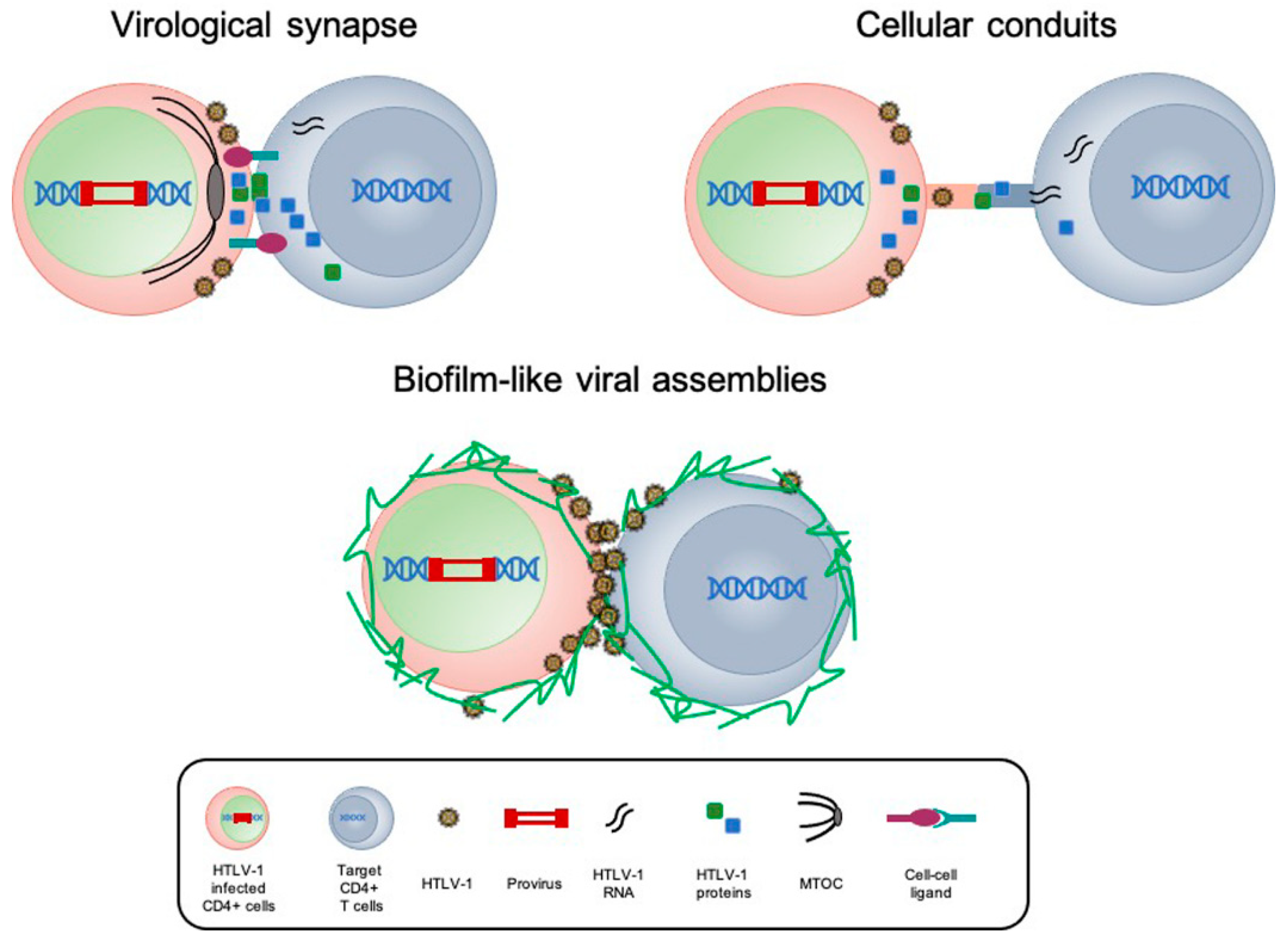 Ijms 22 08001 g002 Ijms 22 08001 g002