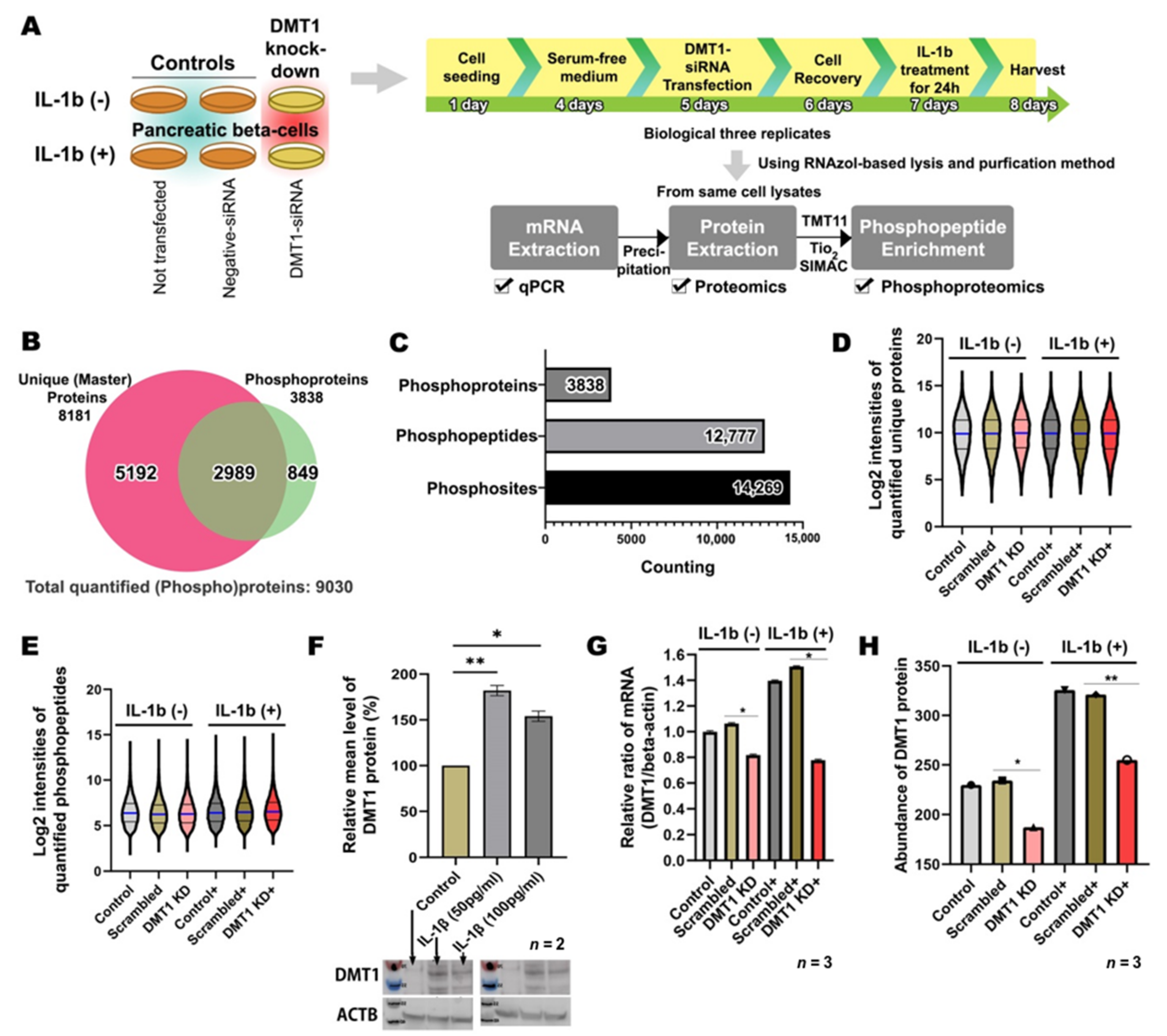 Ijms Free Full Text Divalent Metal Transporter 1 Knock Down Modulates Il 1b Mediated Pancreatic Beta Cell Pro Apoptotic Signaling Pathways Through The Autophagic Machinery Html