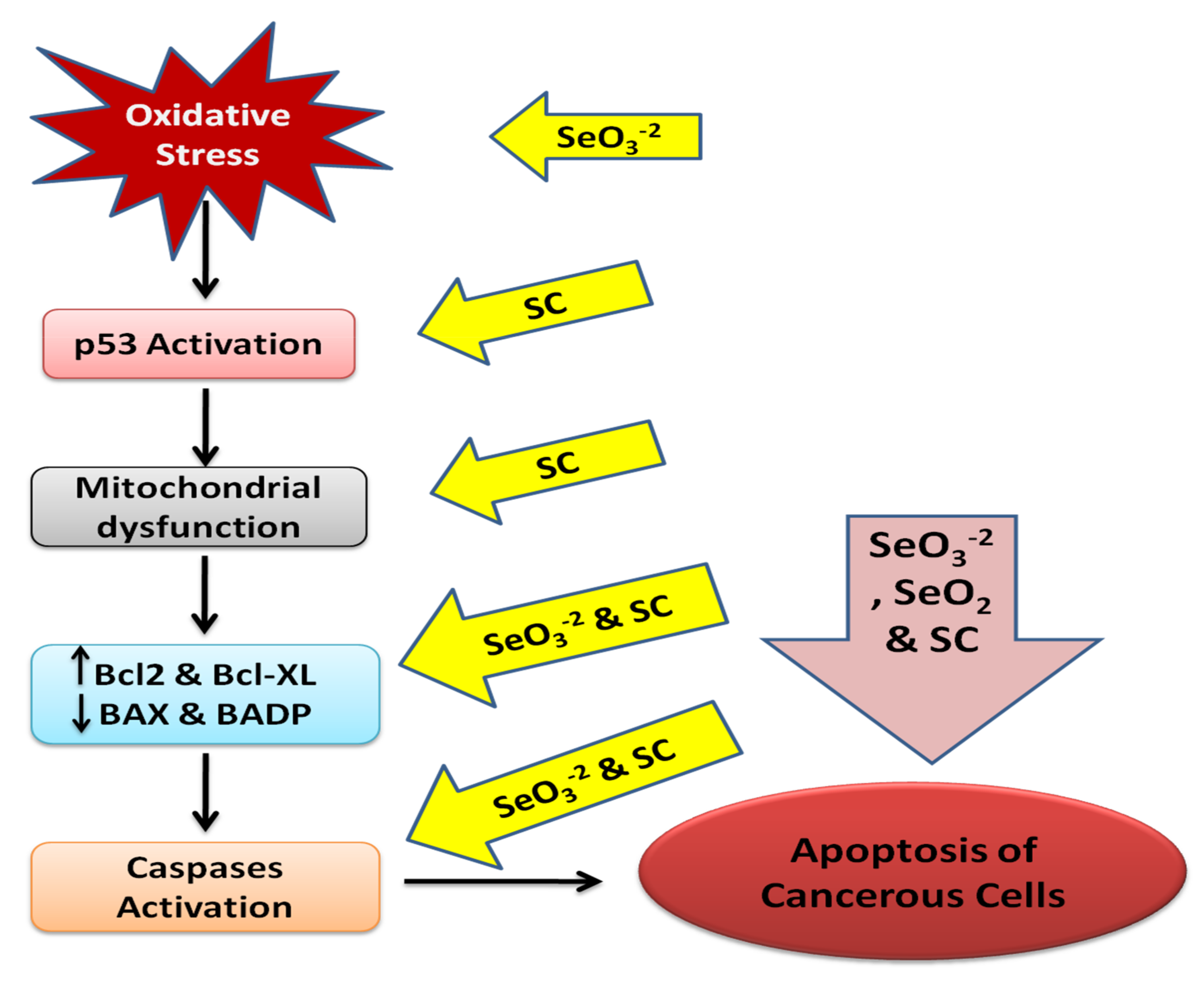 Micronutrient Food Supplements in Patients with Gastro