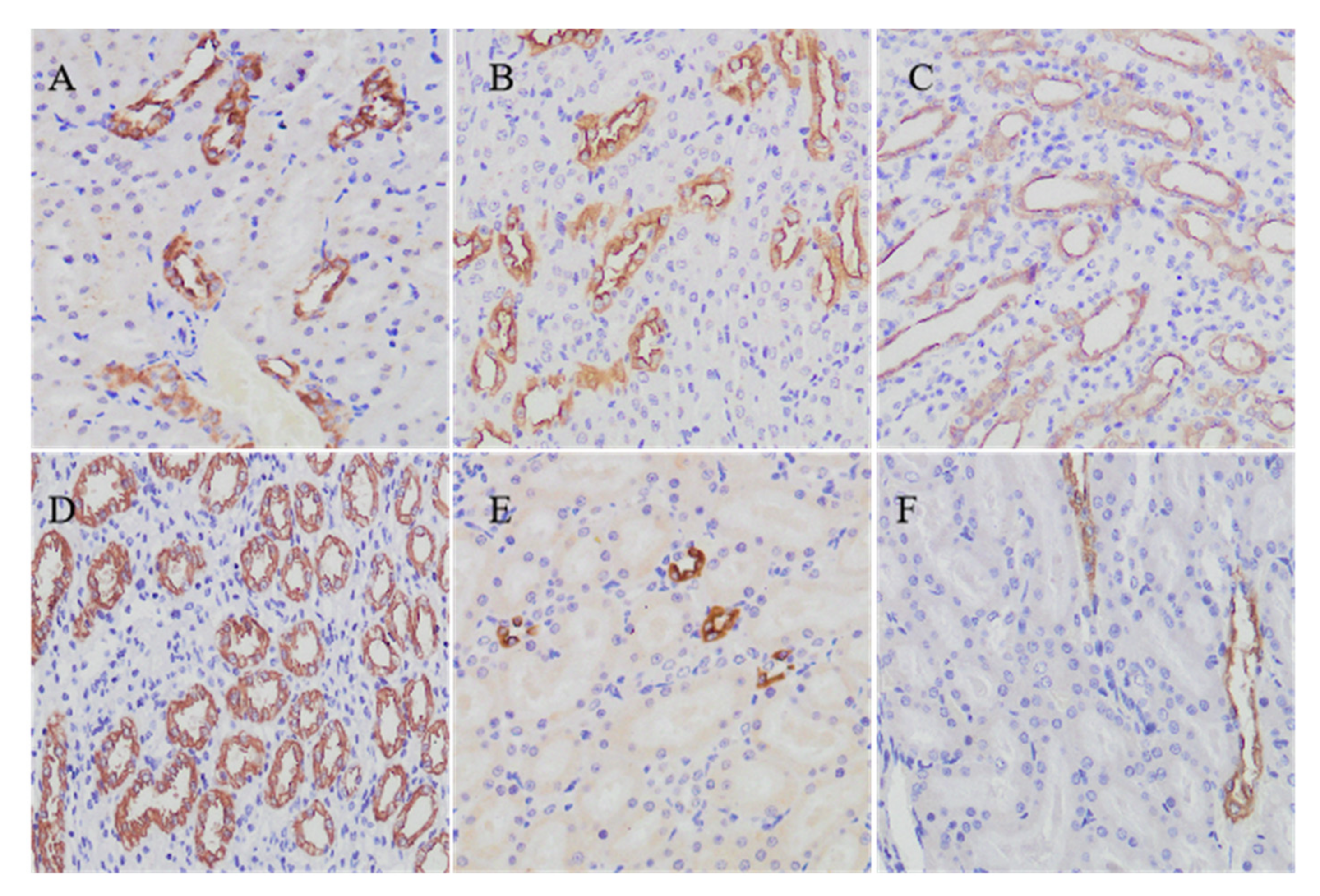 Ijms 22 08026 g006 550