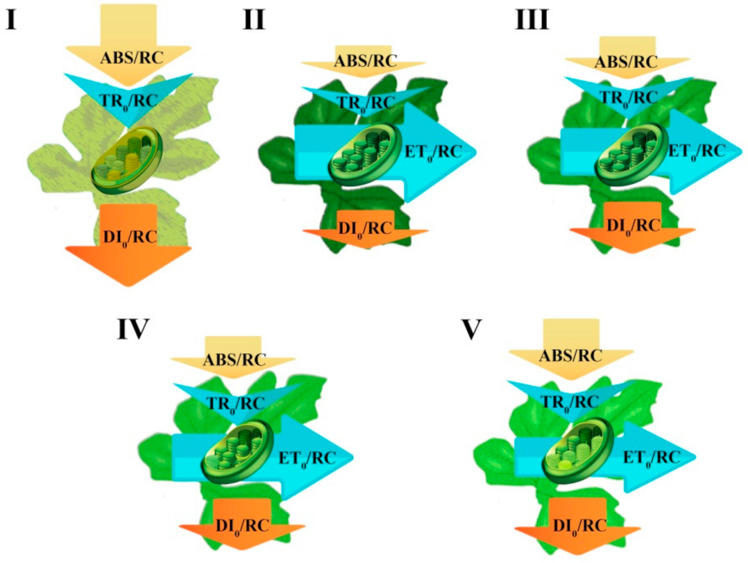 Ijms 22 08043 g009 550