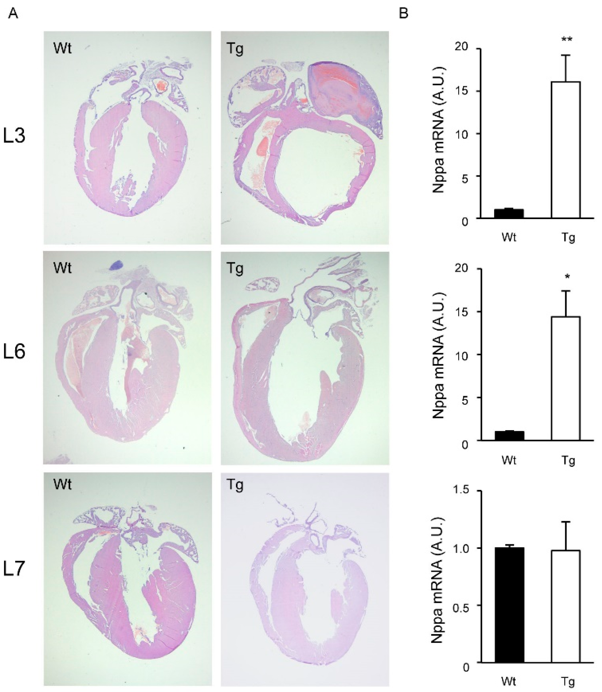 Ijms 22 08047 g004 550