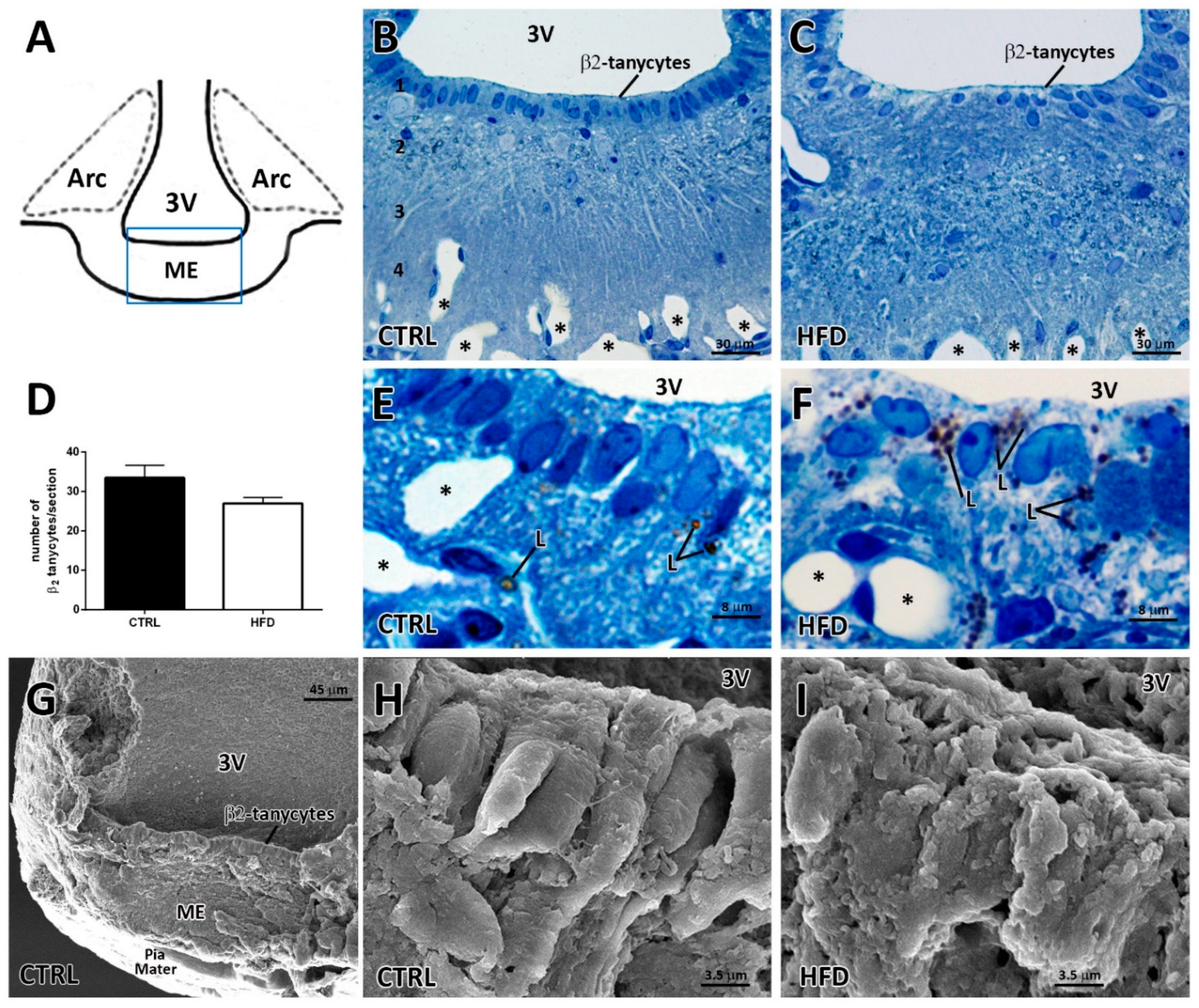 Ijms 22 08049 g001 550