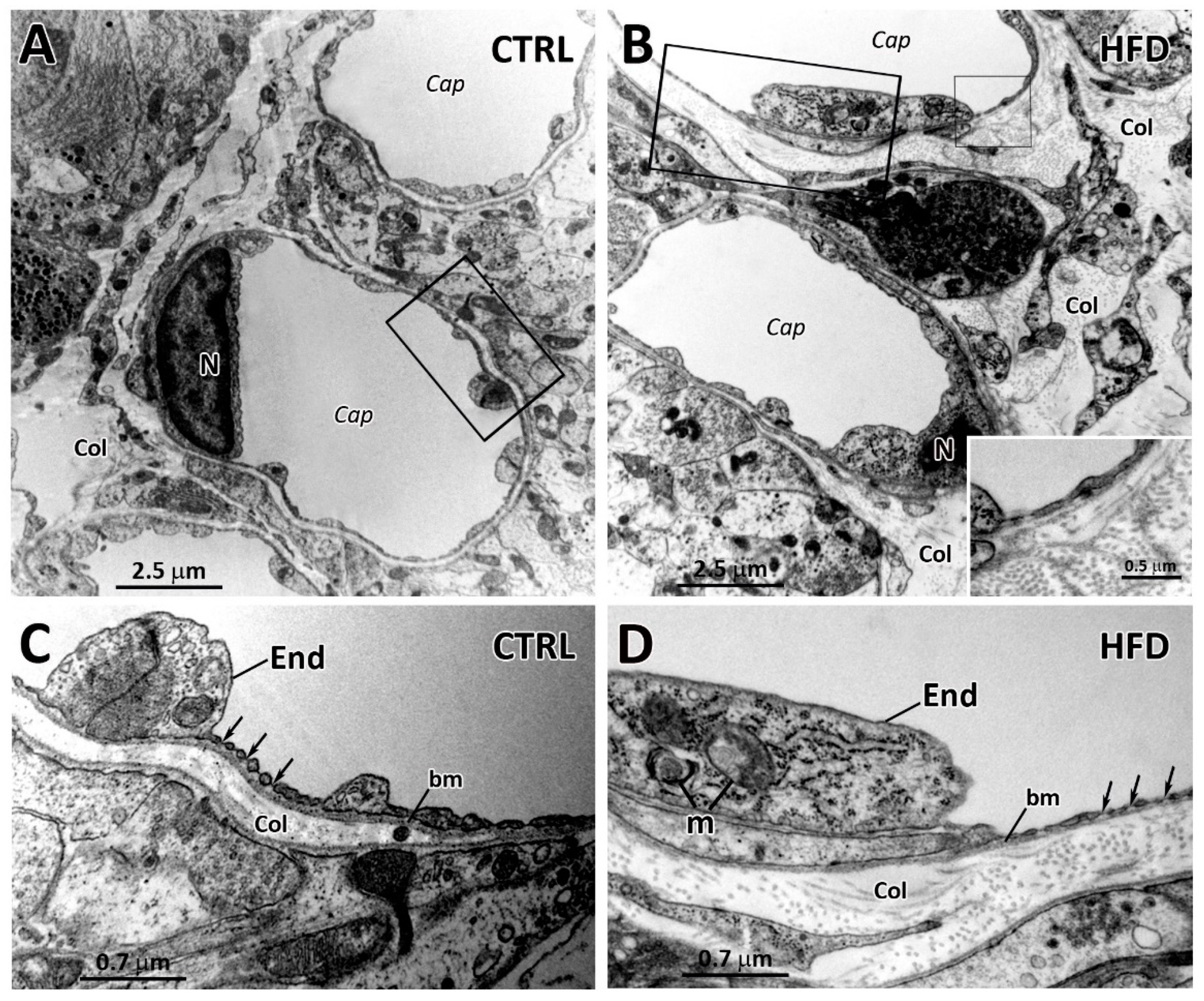 Ijms 22 08049 g004 550