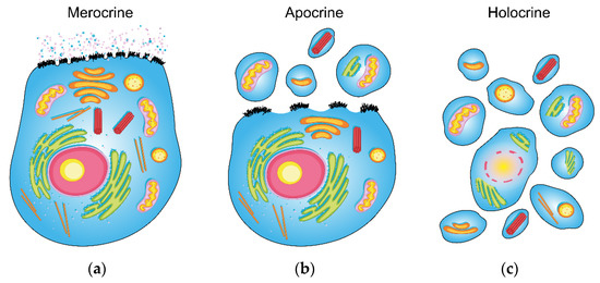 IJMS | Free Full-Text | SLIDE—Novel Approach to Apocrine Sweat