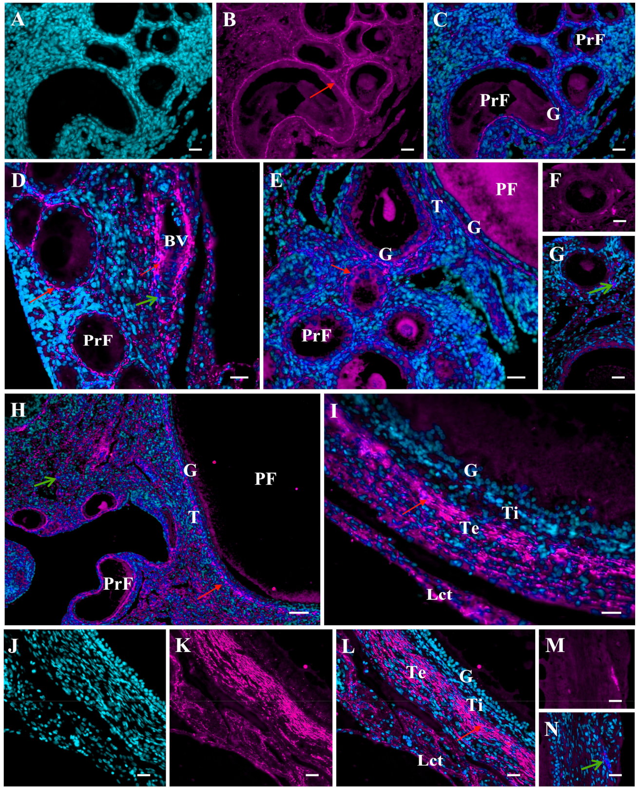 Ijms 22 08056 g003 Ijms 22 08056 g003