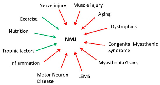 The Neuromuscular Junction: Roles in Aging and Neuromuscular Disease