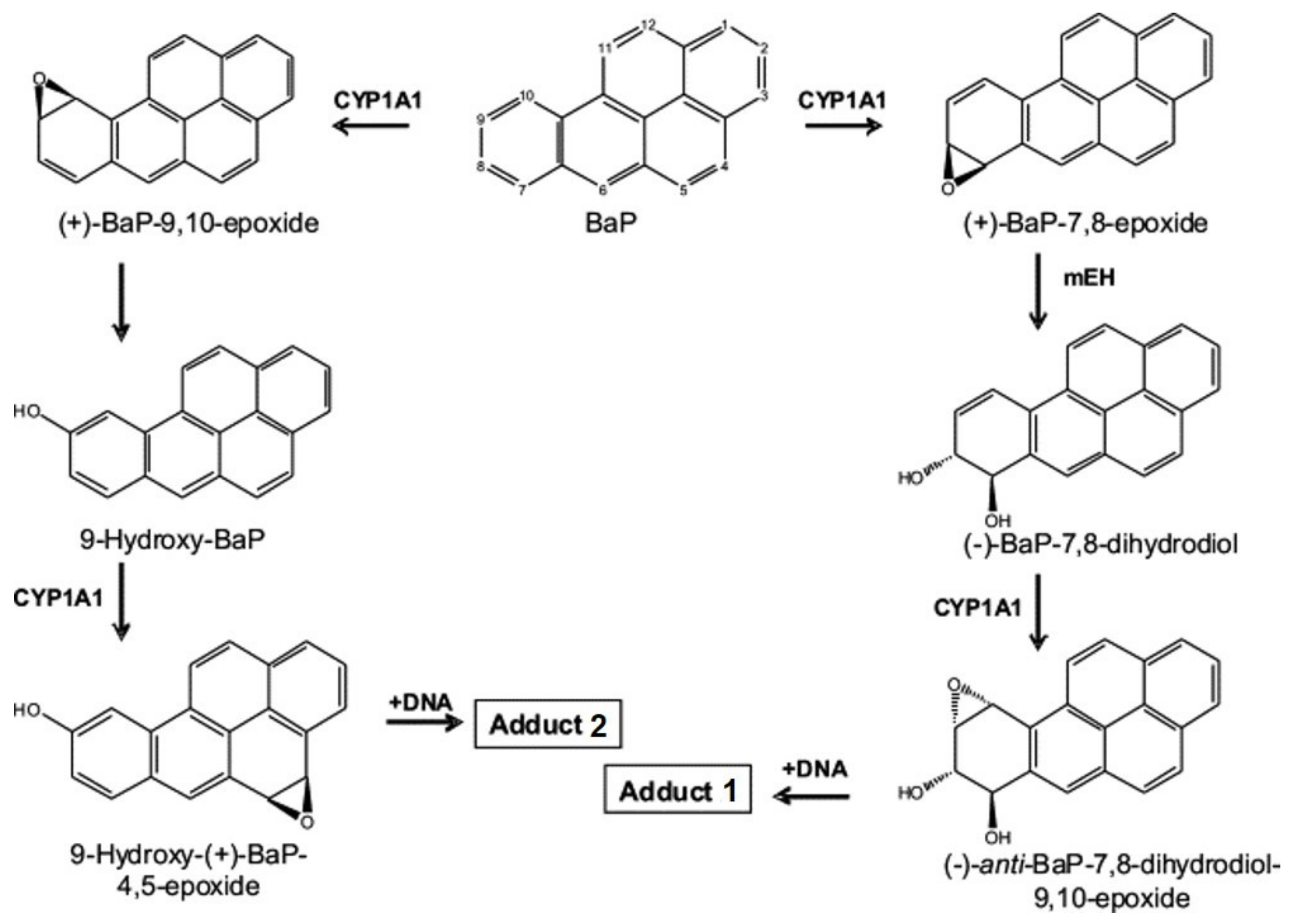 Ijms 22 08062 g001 550