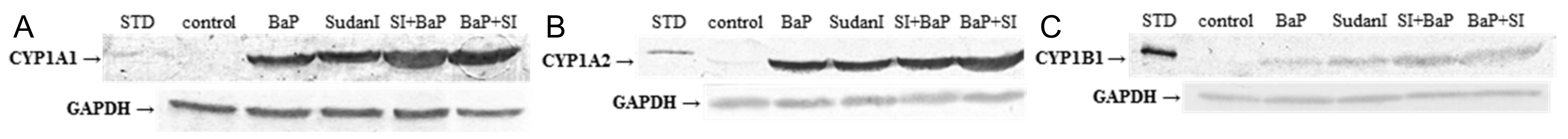 Ijms 22 08062 g005 550