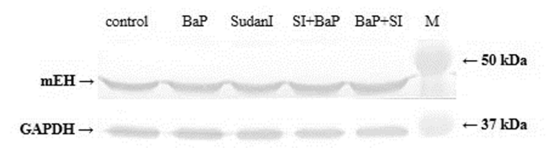 Ijms 22 08062 g007 550