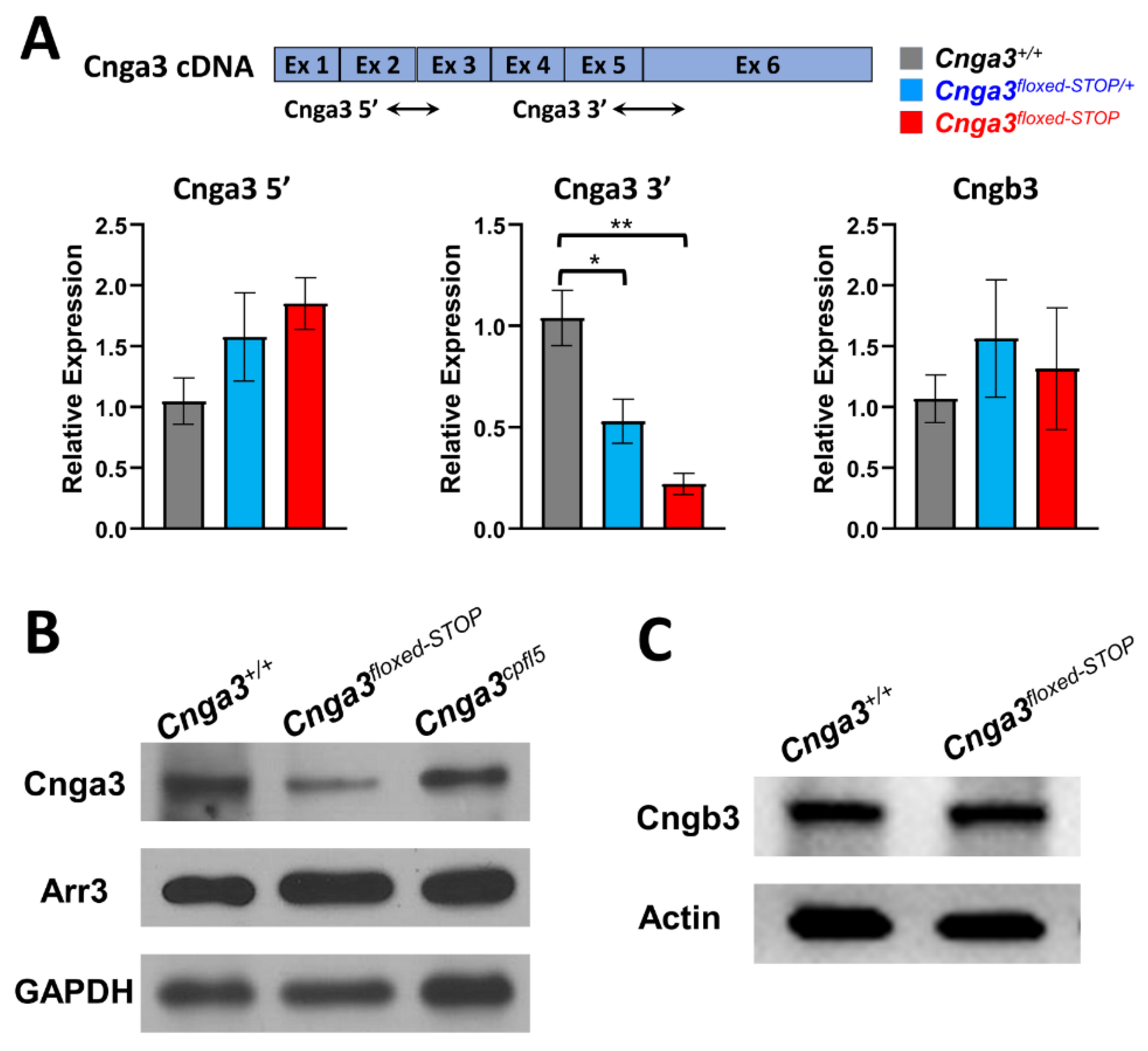 Ijms 22 08069 g006 Ijms 22 08069 g006