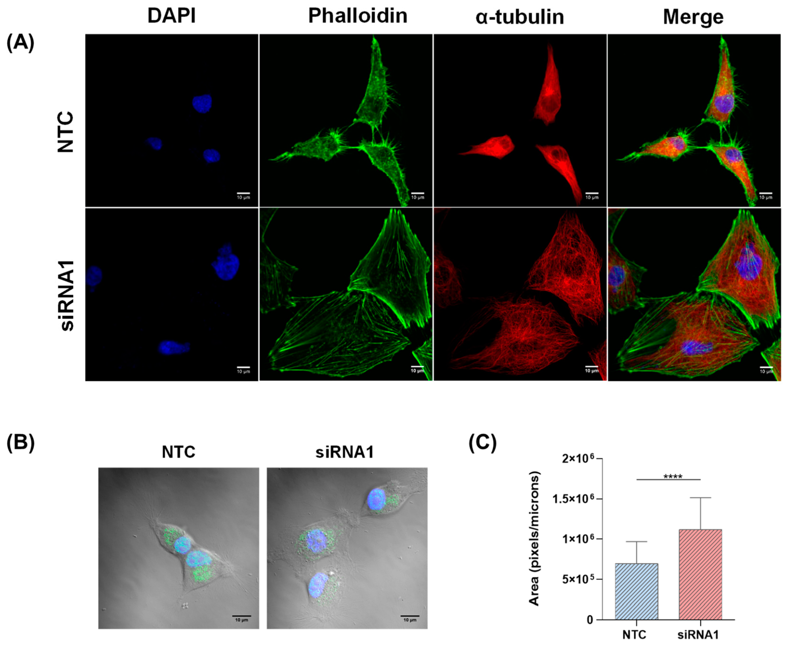 Ijms 22 08072 g005 Ijms 22 08072 g005