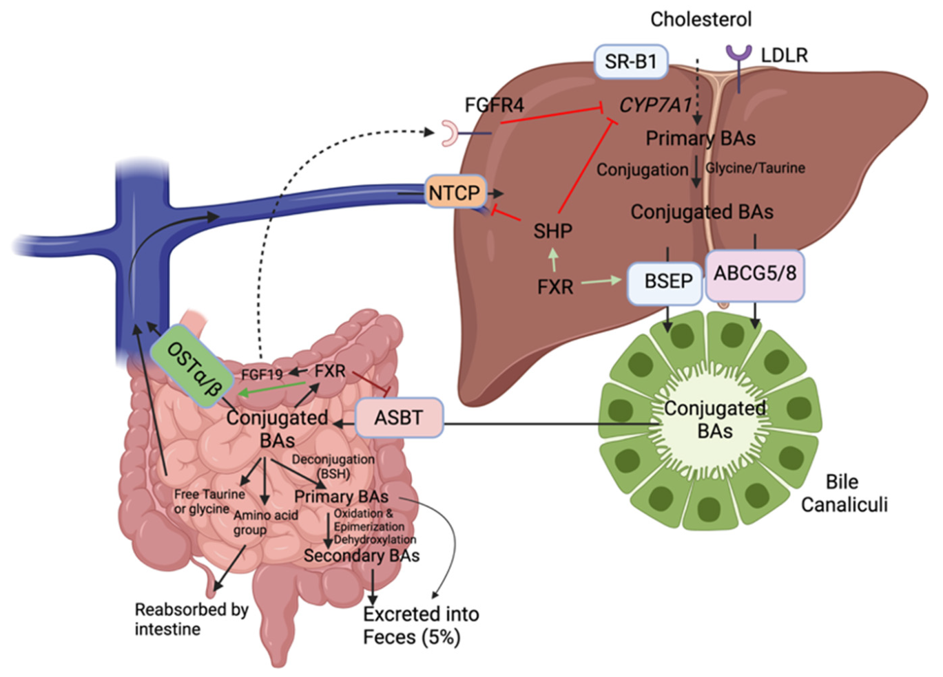 Ijms 22 08074 g004 550