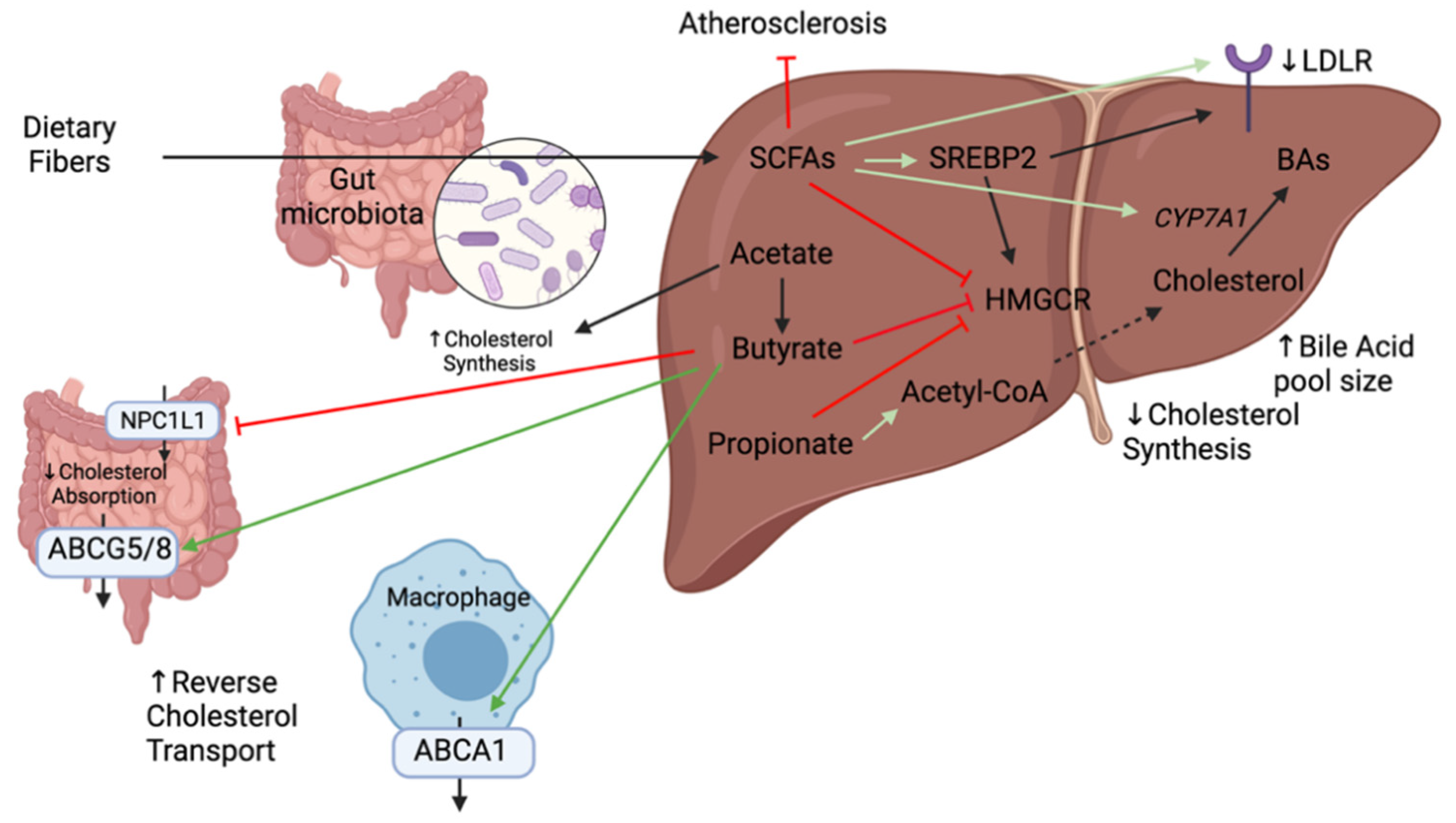 Ijms 22 08074 g006 550