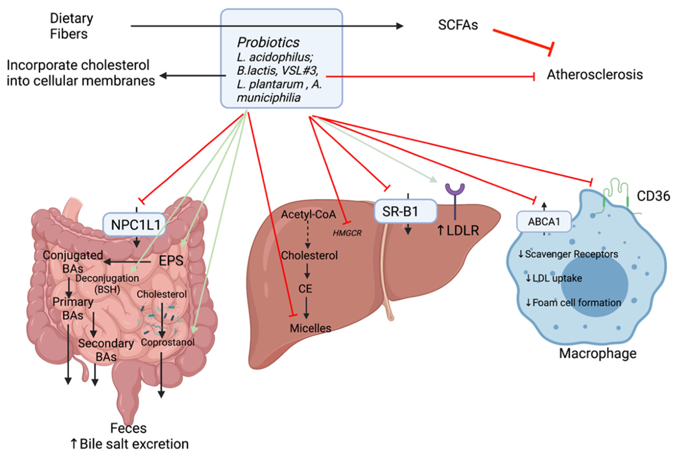 Ijms 22 08074 g007 550