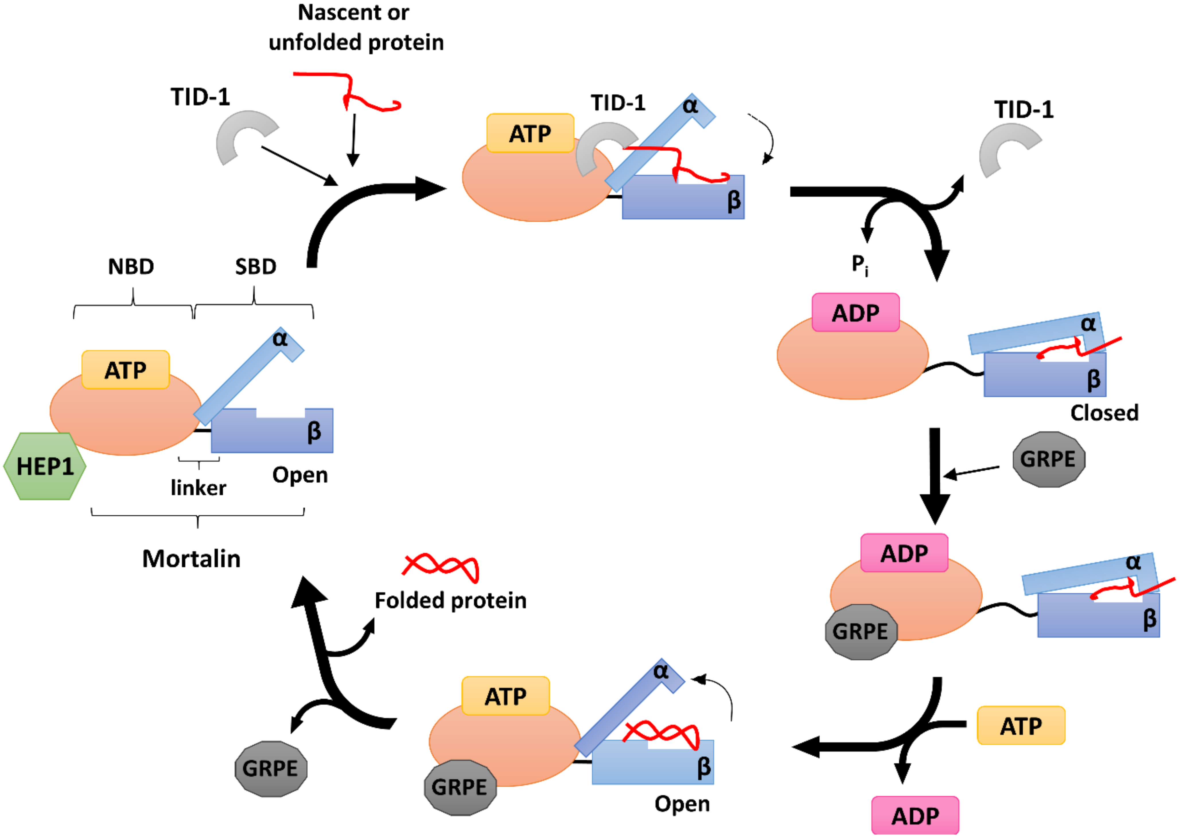 IJMS Free FullText Mitochondrial HSP70 Chaperone System—The