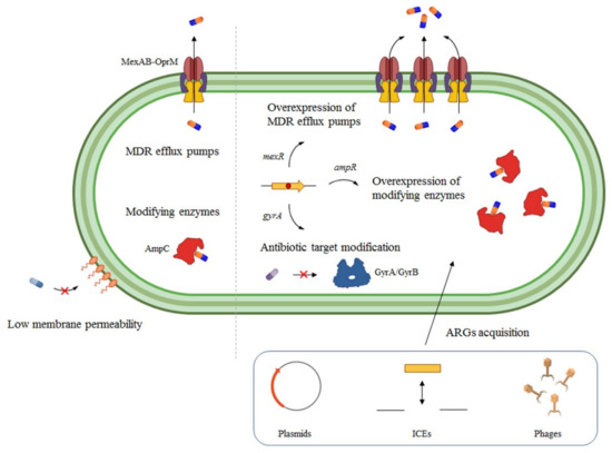 Ijms Free Full Text Coming From The Wild Multidrug Resistant Opportunistic Pathogens Presenting A Primary Not Human Linked Environmental Habitat
