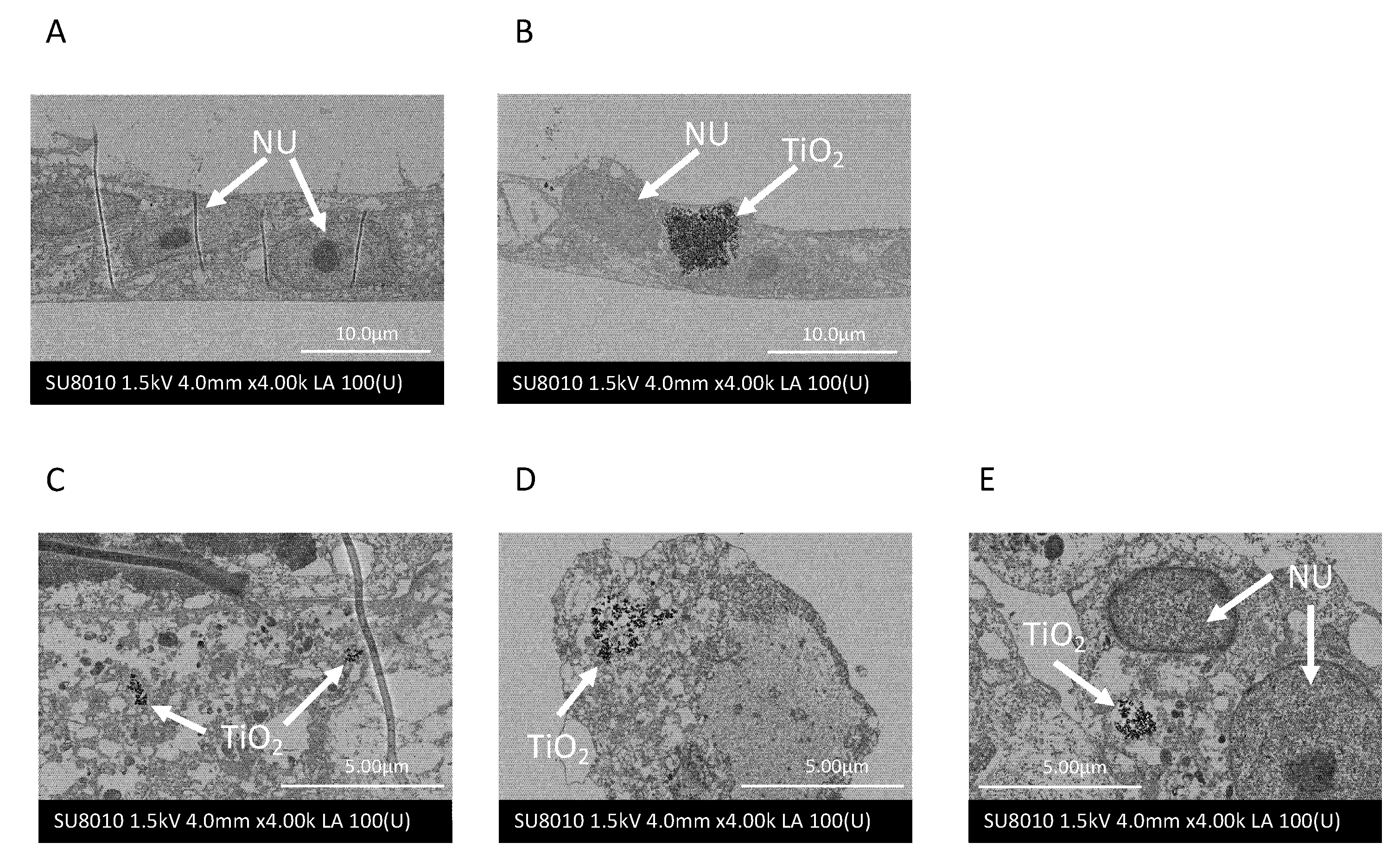 Ijms 22 08084 g002 550