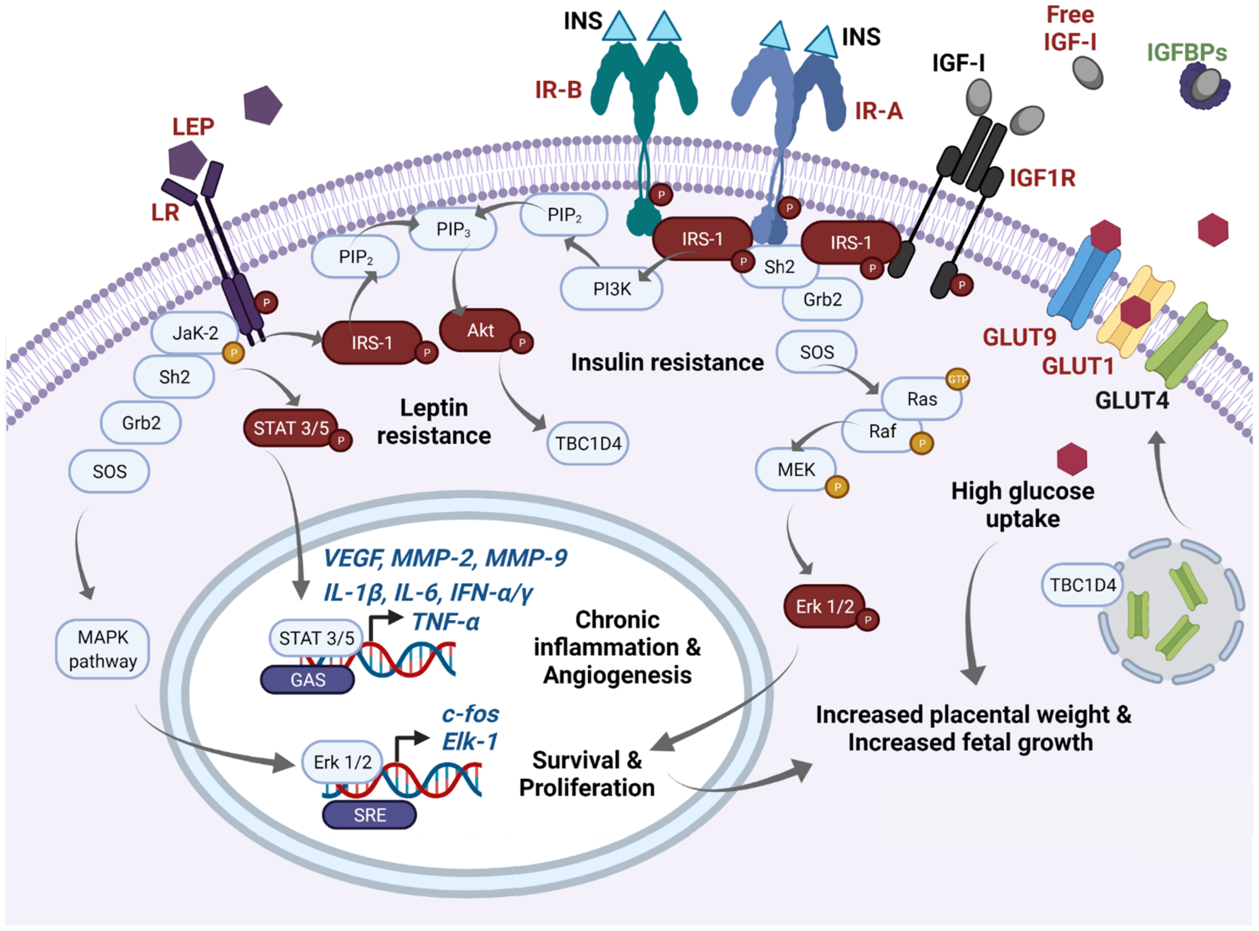 Ijms Free Full Text Immunoendocrine Dysregulation During Gestational Diabetes Mellitus The Central Role Of The Placenta Html