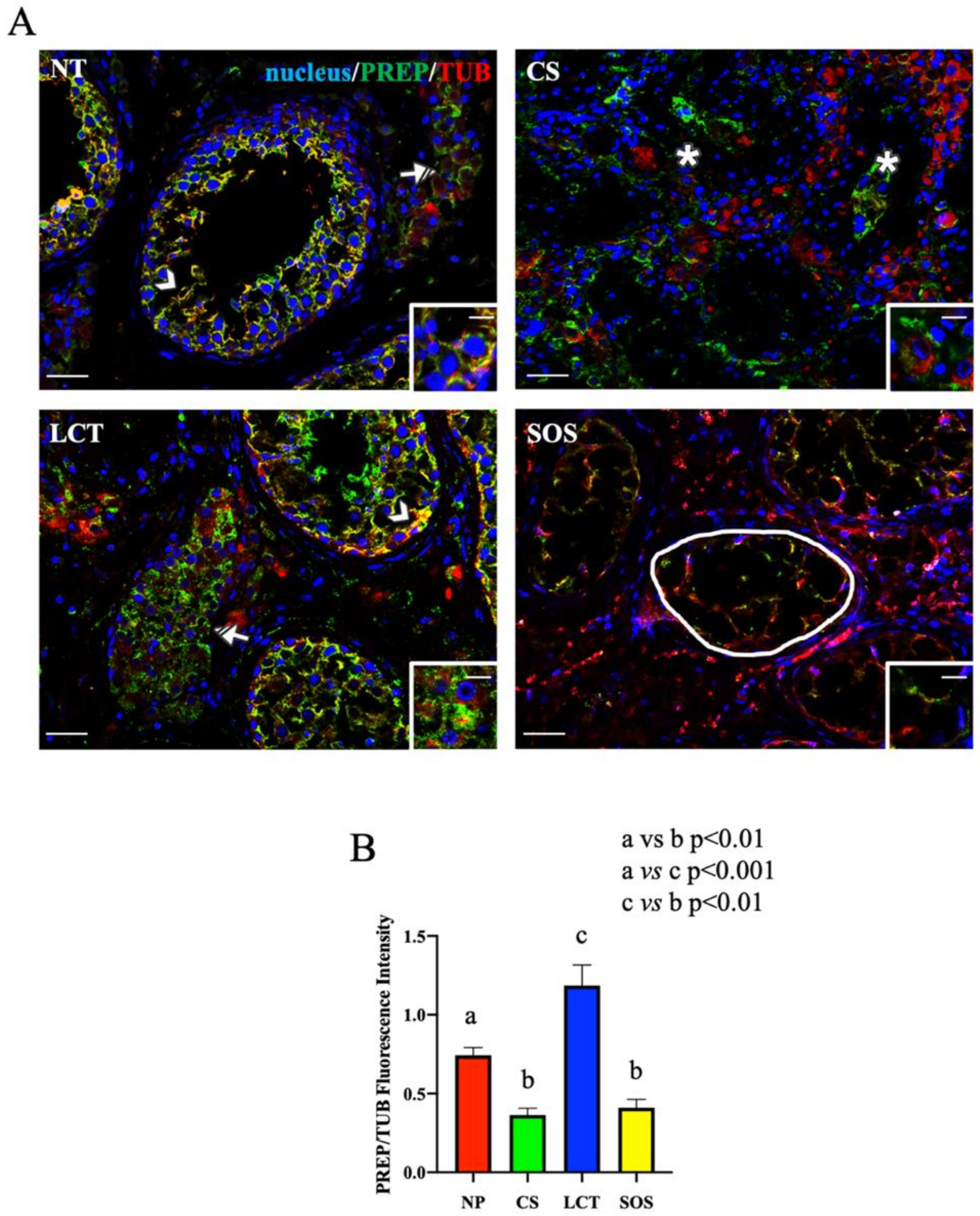 Ijms 22 08094 g004 550