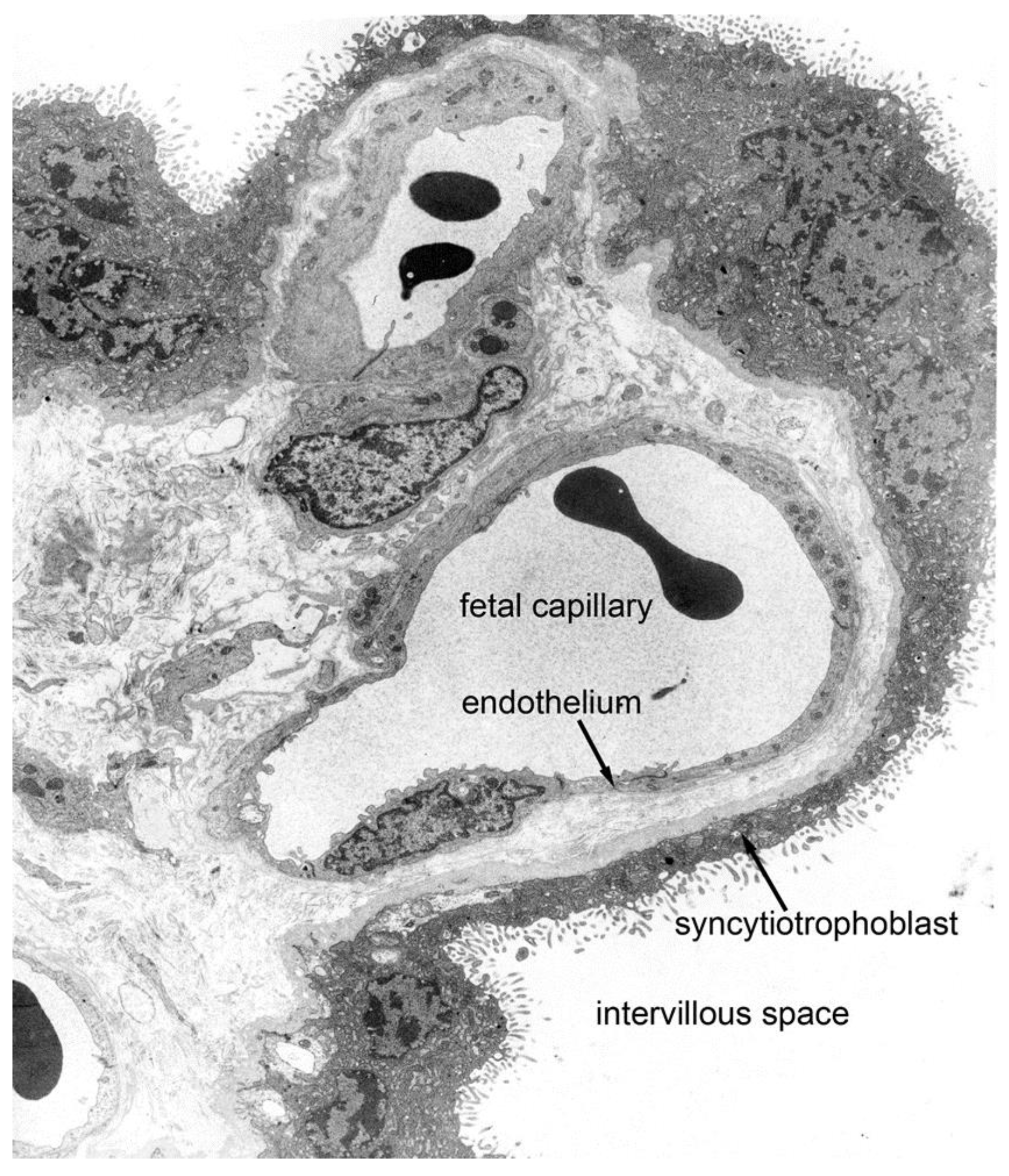 Ijms 22 08099 g004 Ijms 22 08099 g004