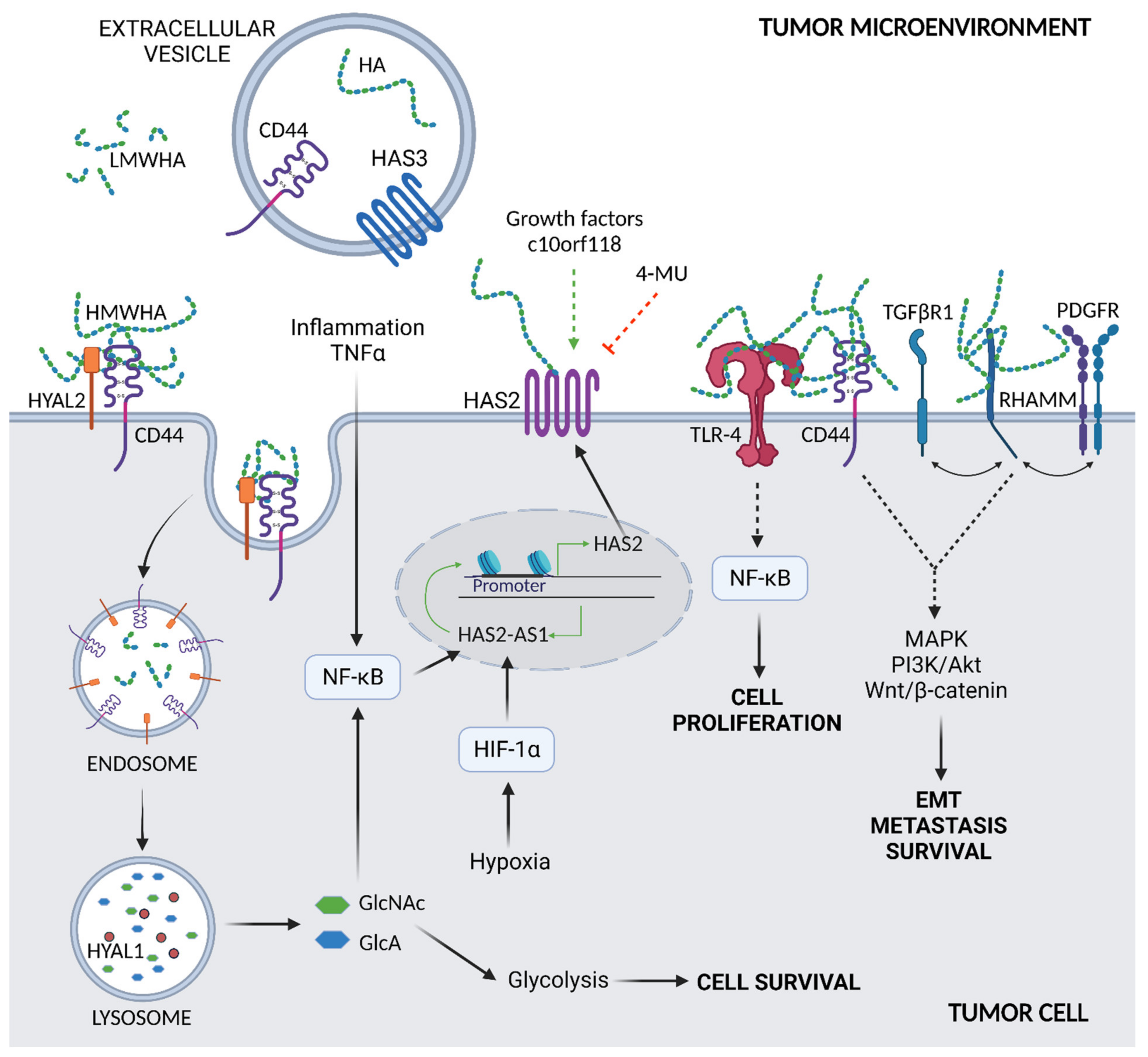 Ijms 22 08102 g002 Ijms 22 08102 g002