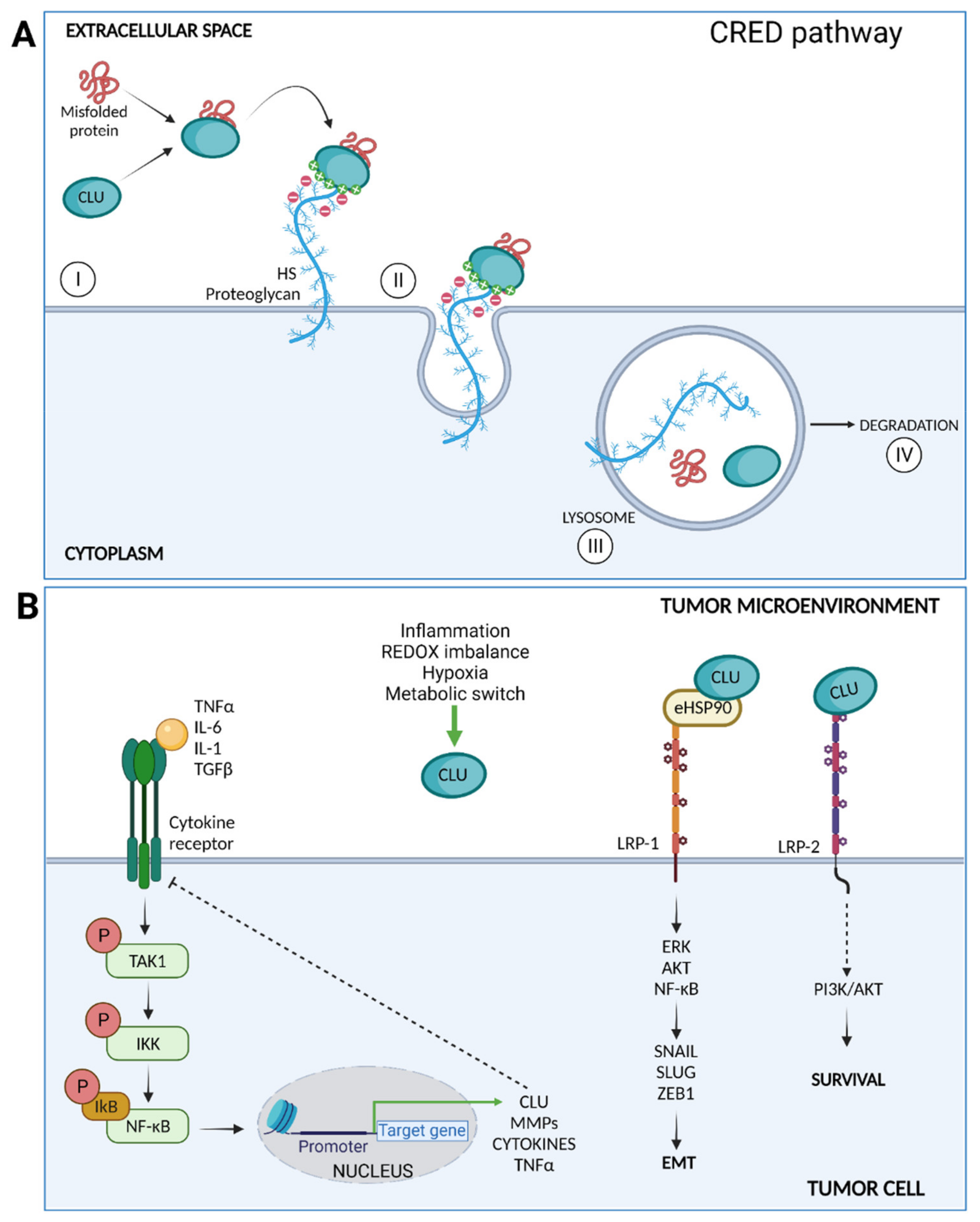 Ijms 22 08102 g003 Ijms 22 08102 g003