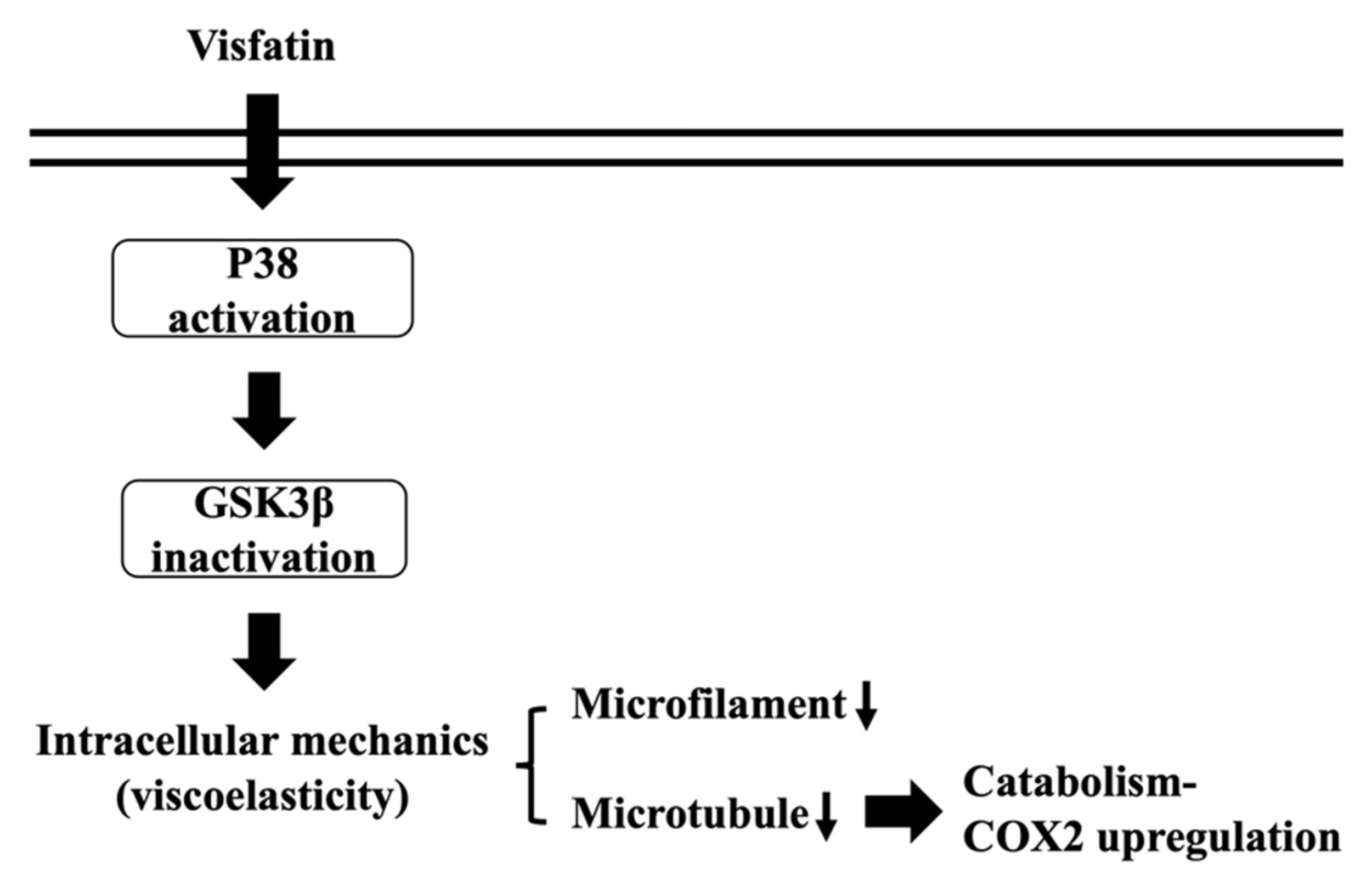 Ijms 22 08107 g008 550