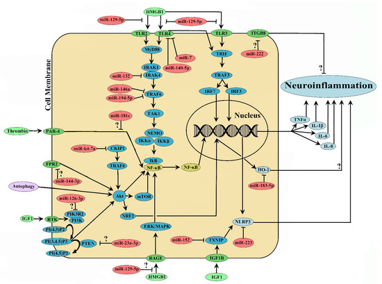 Dysregulation of microRNA and Intracerebral Hemorrhage