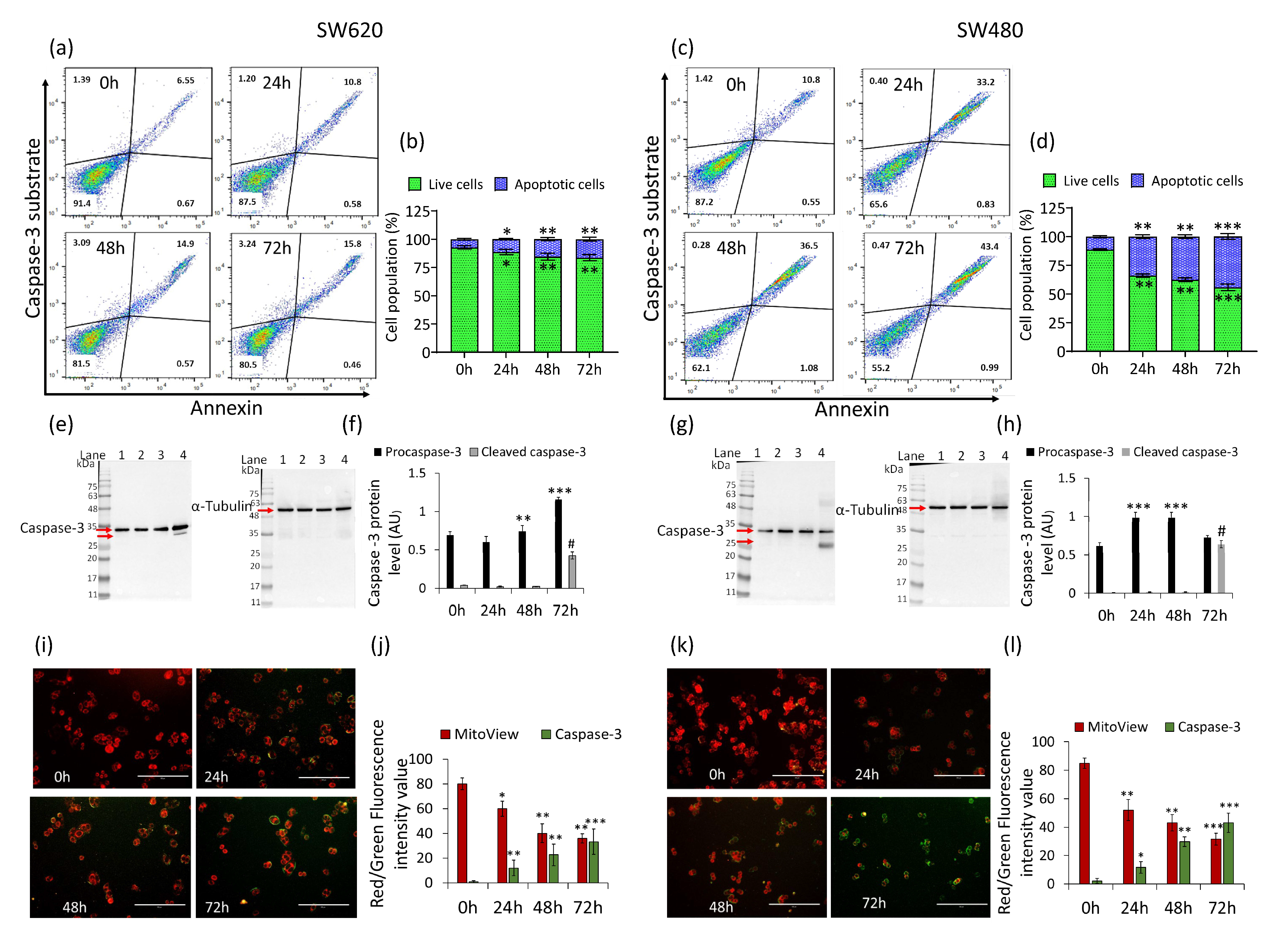 Ijms 22 08117 g003 550
