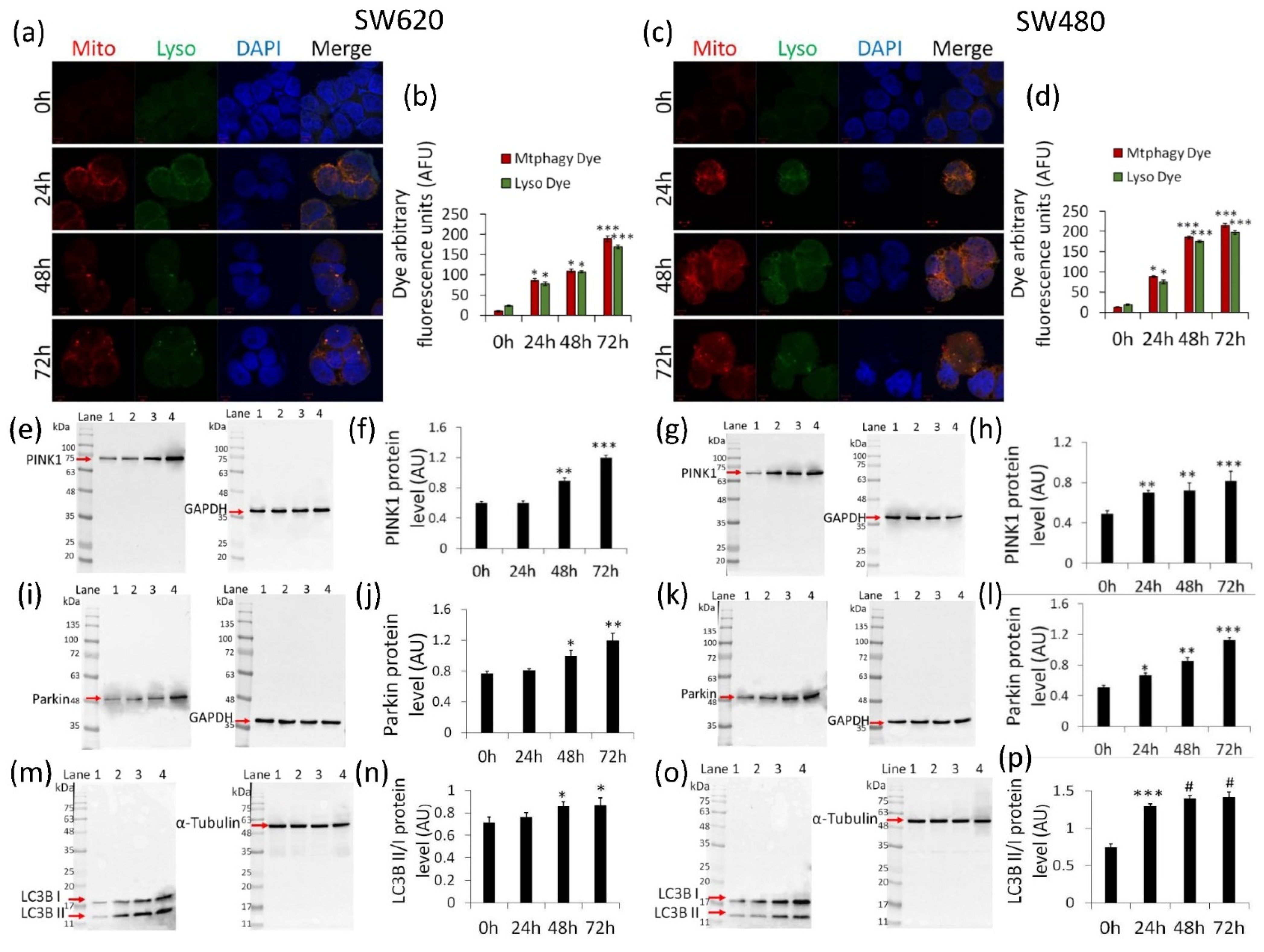 Ijms 22 08117 g005 550